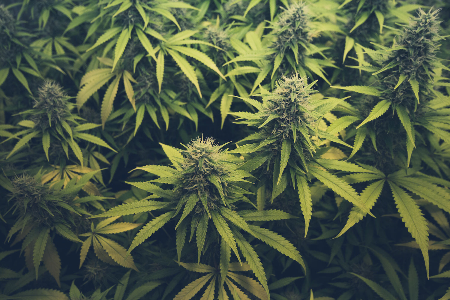 Cannabis anbauen