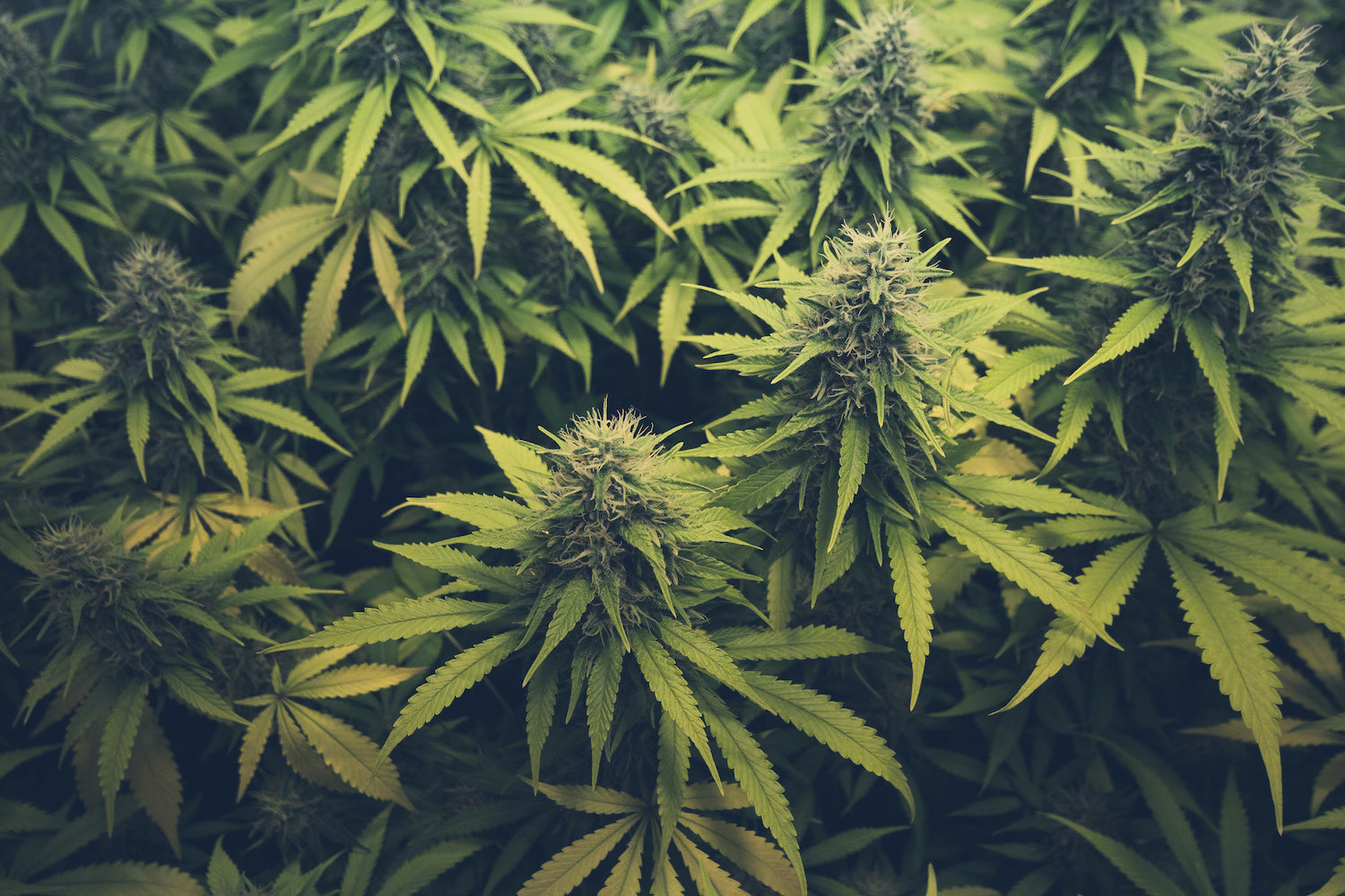 Cannabis anbauen