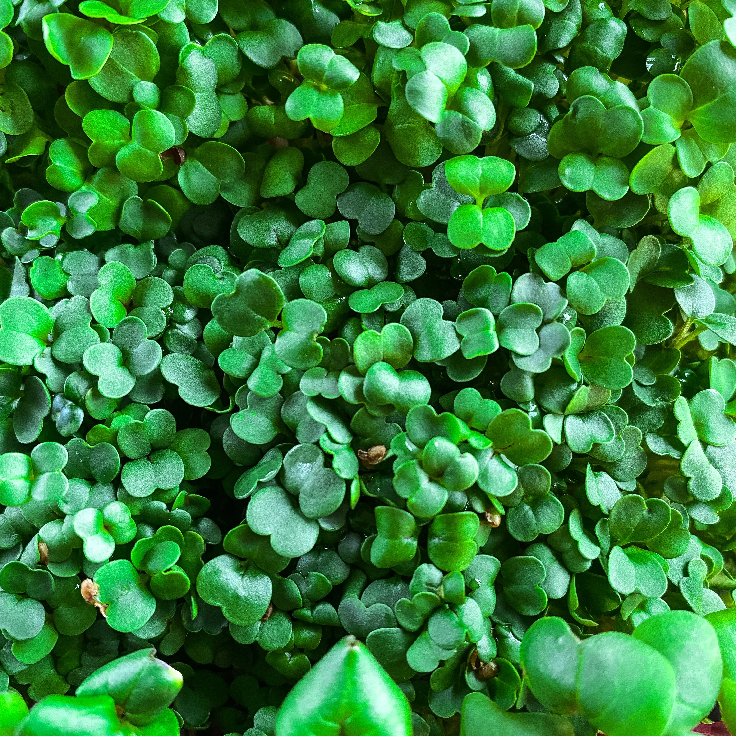 Microgreens Vielfalt Set 4-Pack