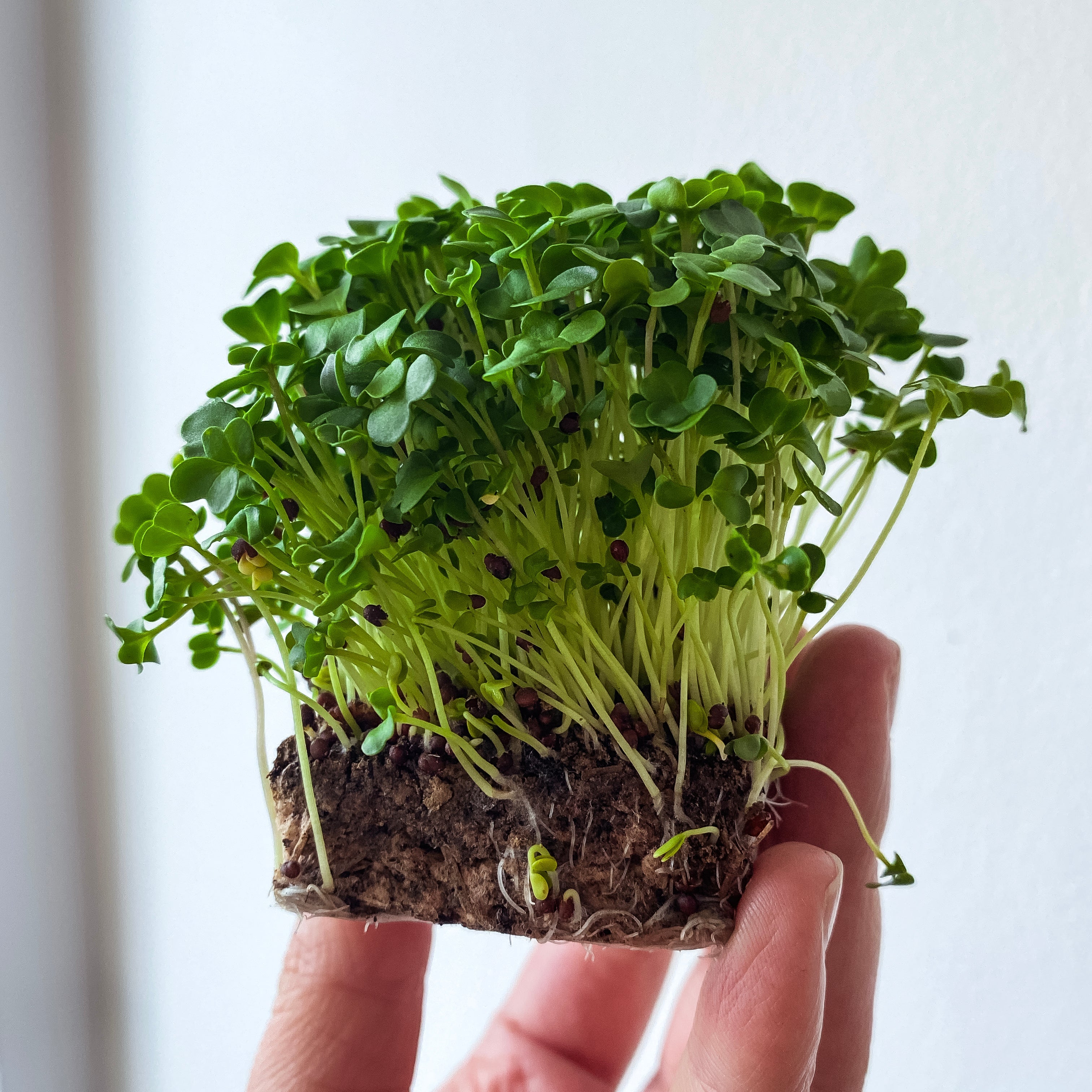 Microgreens Senf