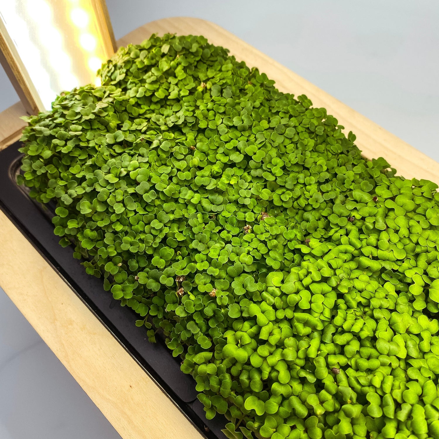 Microgreens in der GreenBox