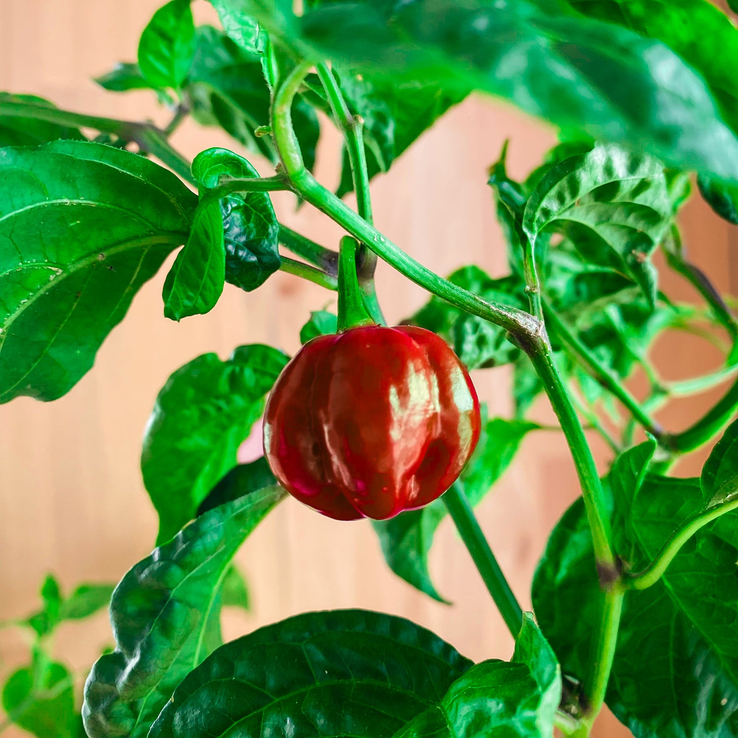 PlantPlugs │ Red Hot Chili Set 8er-Pack