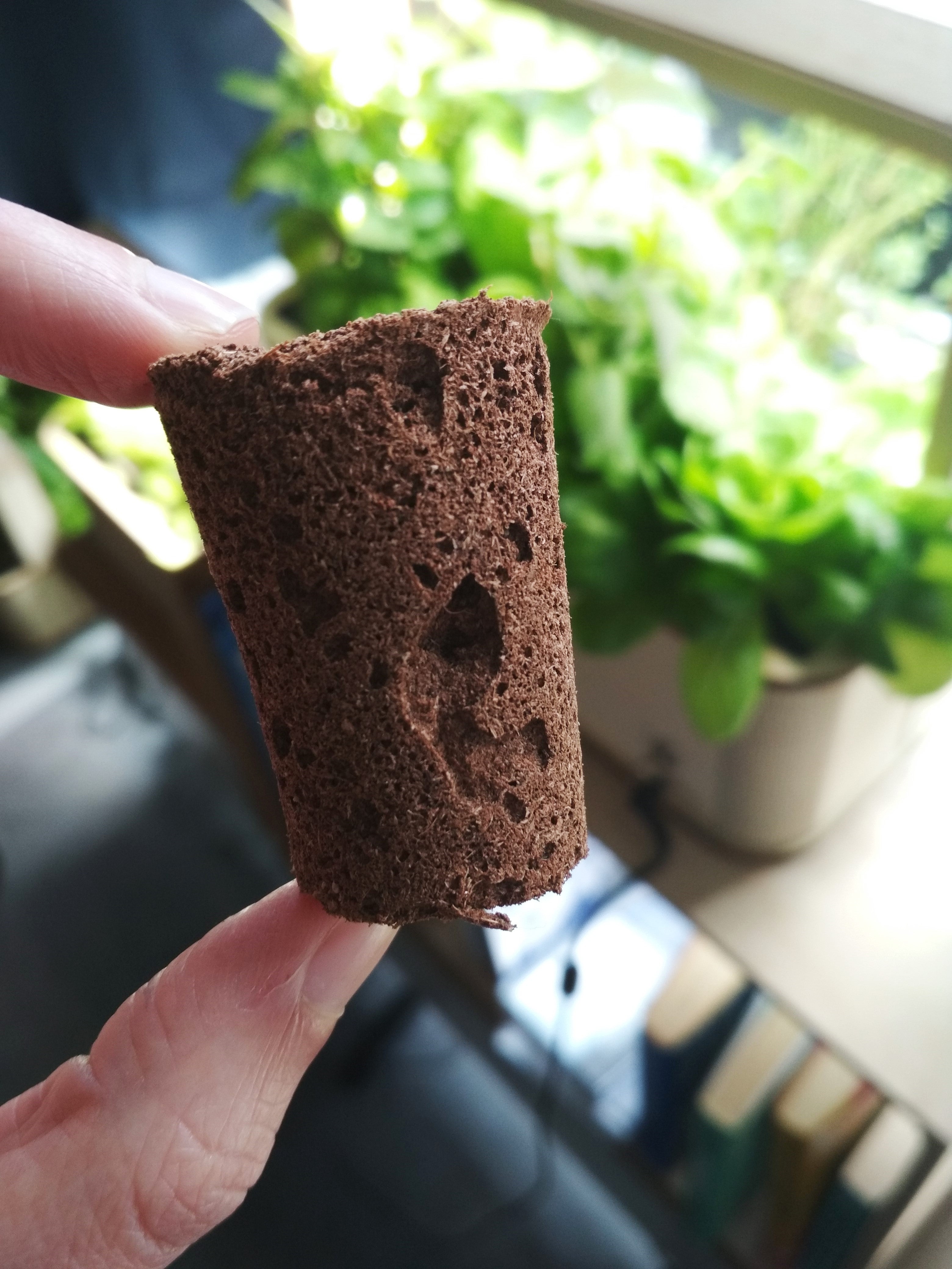 PlantPlugs | Salat-Quartett 8er-Pack