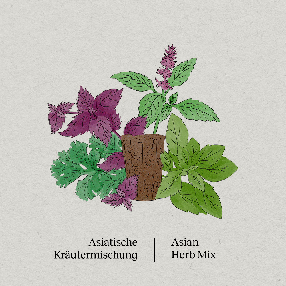 PlantPlugs Asiatische Kr utermischung 8er Pack