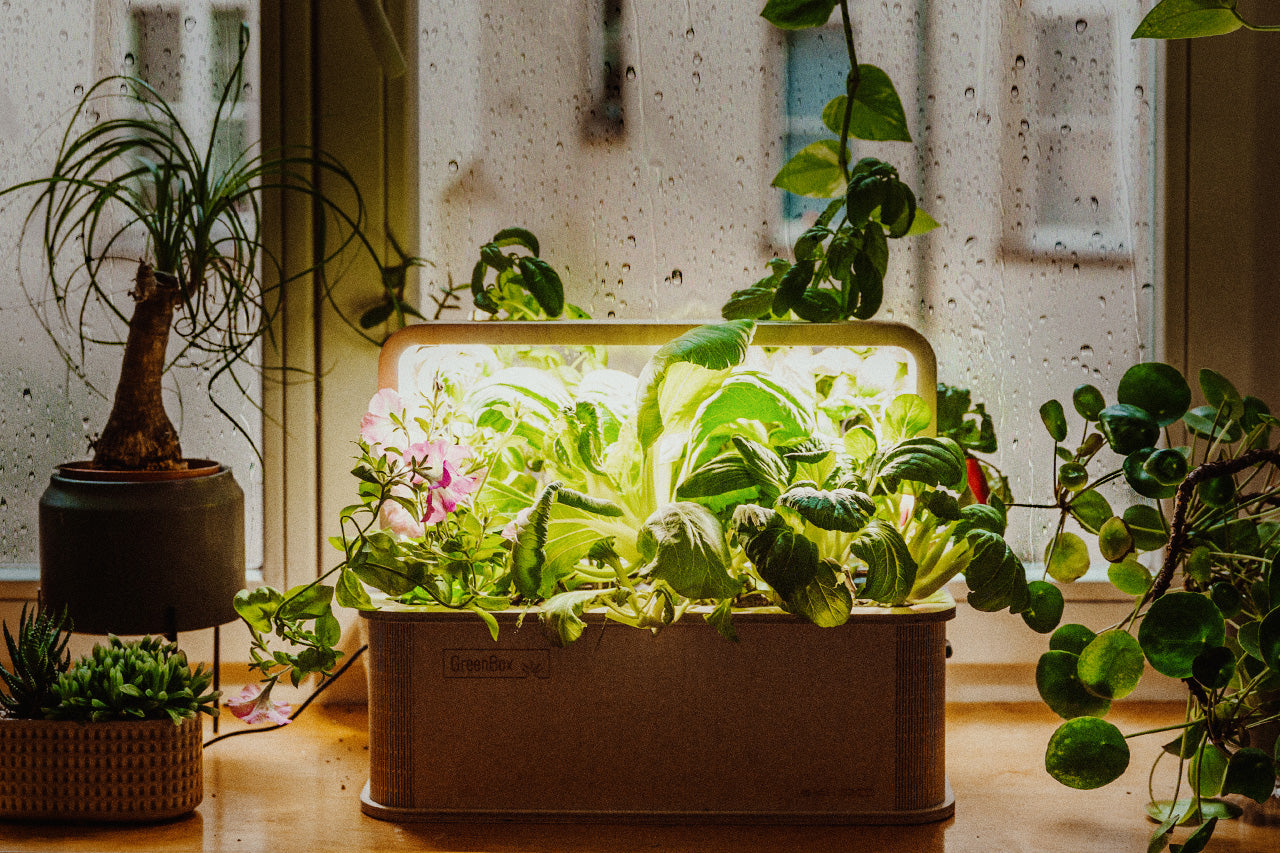 GreenBox – ein facettenreiches Experiment