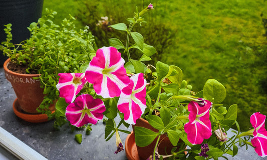 Bereit für den Frühling: 6 Tipps zum Abhärten eurer Pflanzen