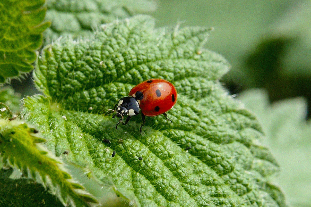 Gartenspaß ohne Schädlinge