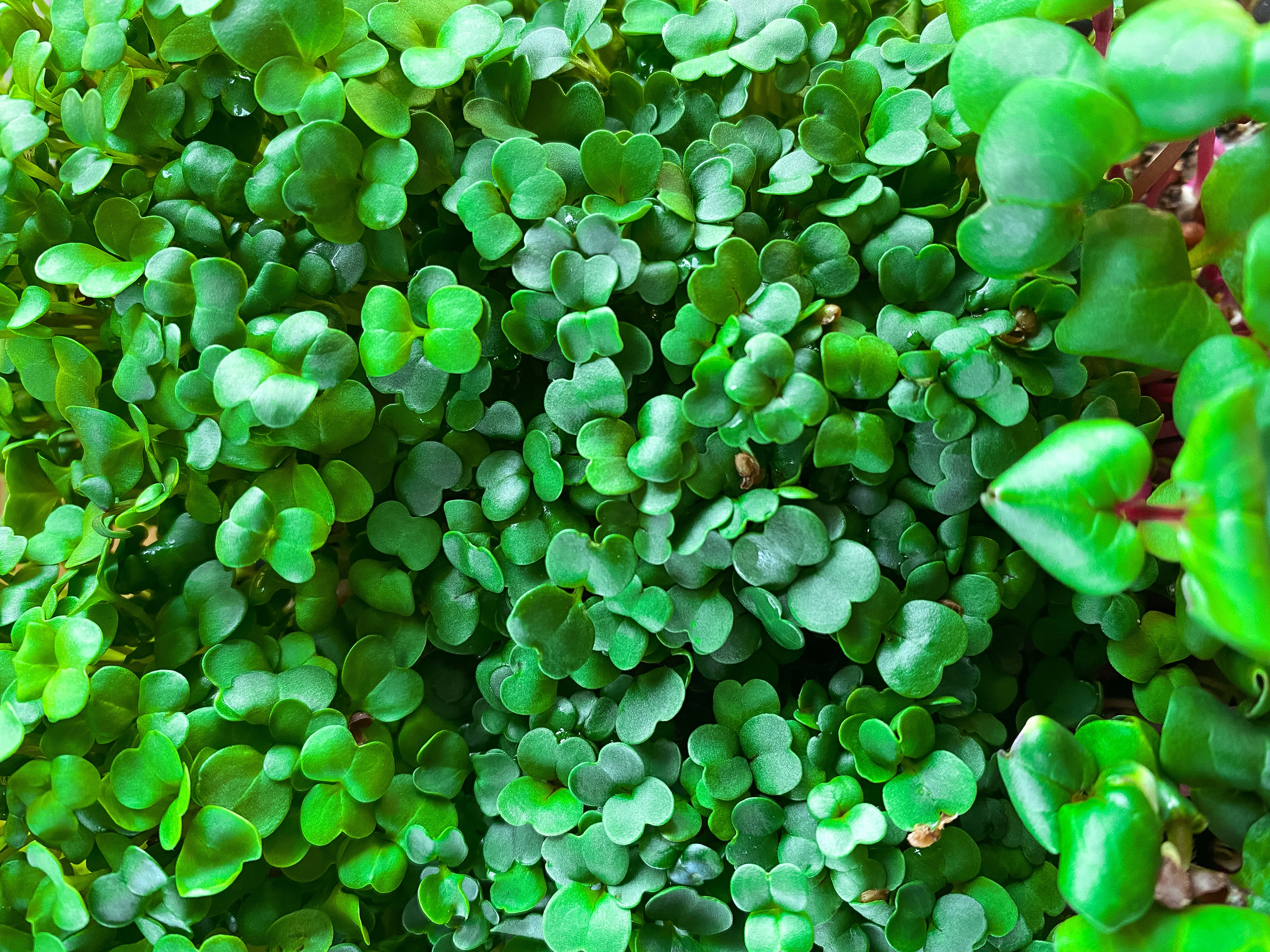 BERLIN GREEN präsentiert – Microgreens!