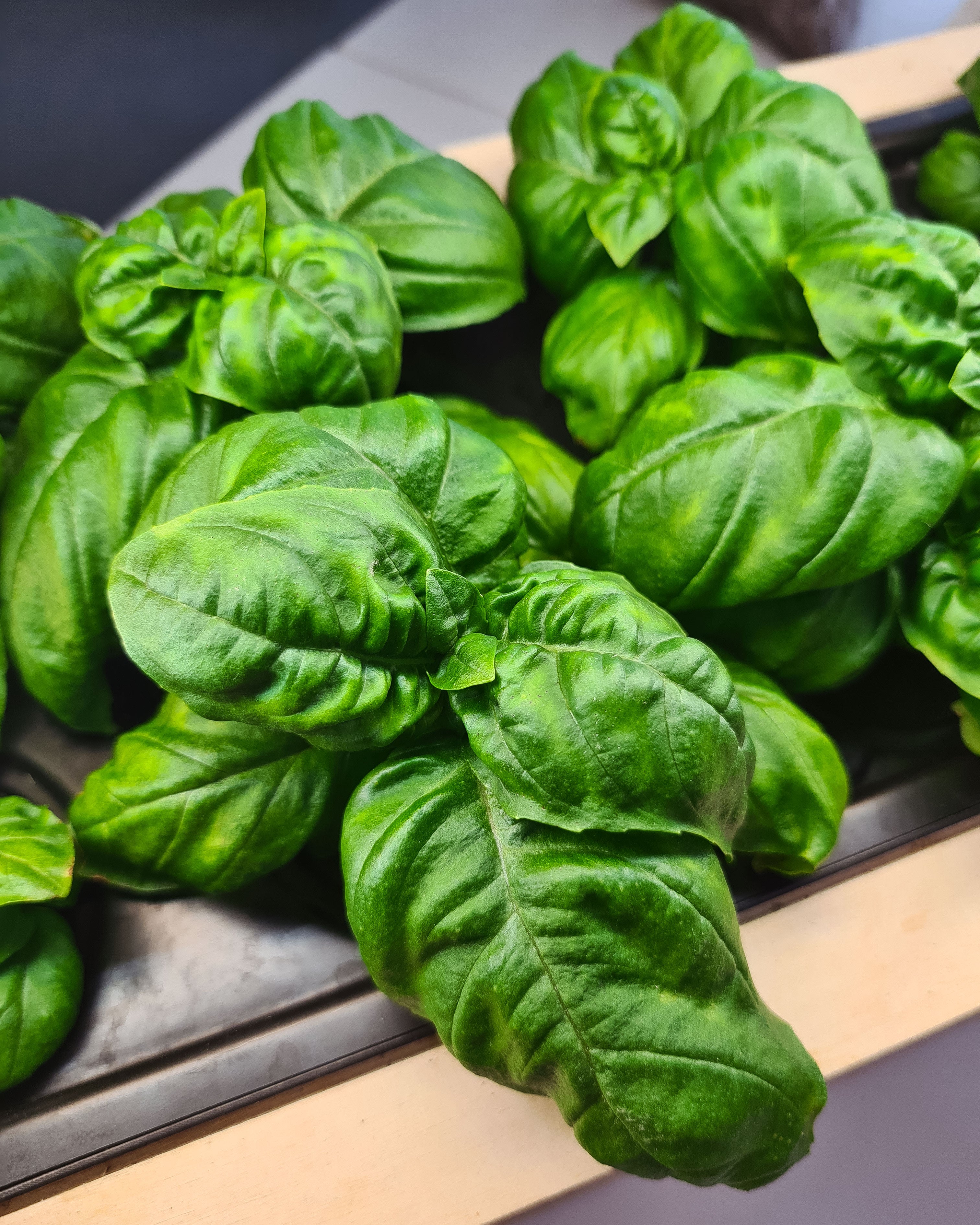 Aromatische Kräuter  und Frisches Blattgemüse