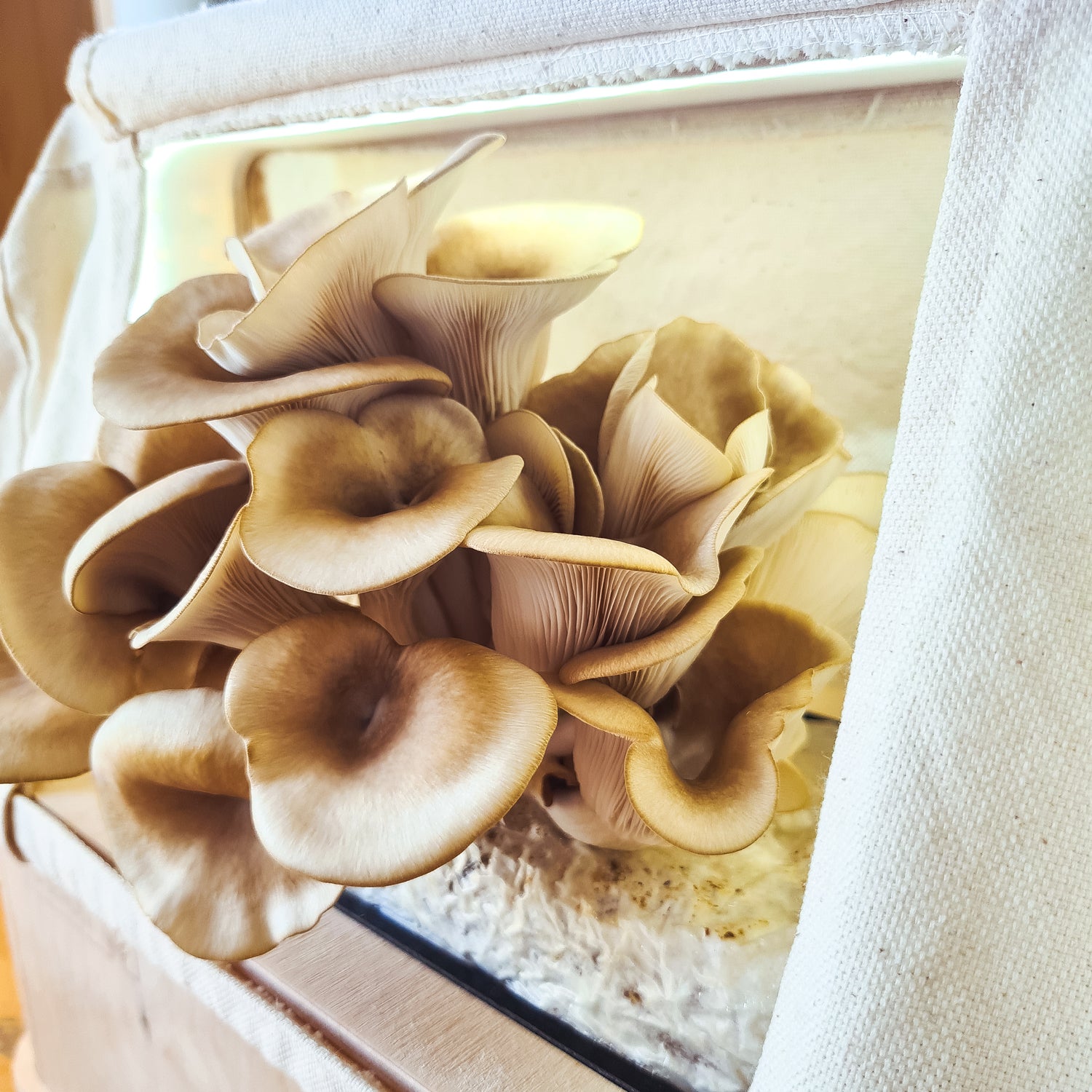 <tc>Oyster Mushroom Pack</tc>