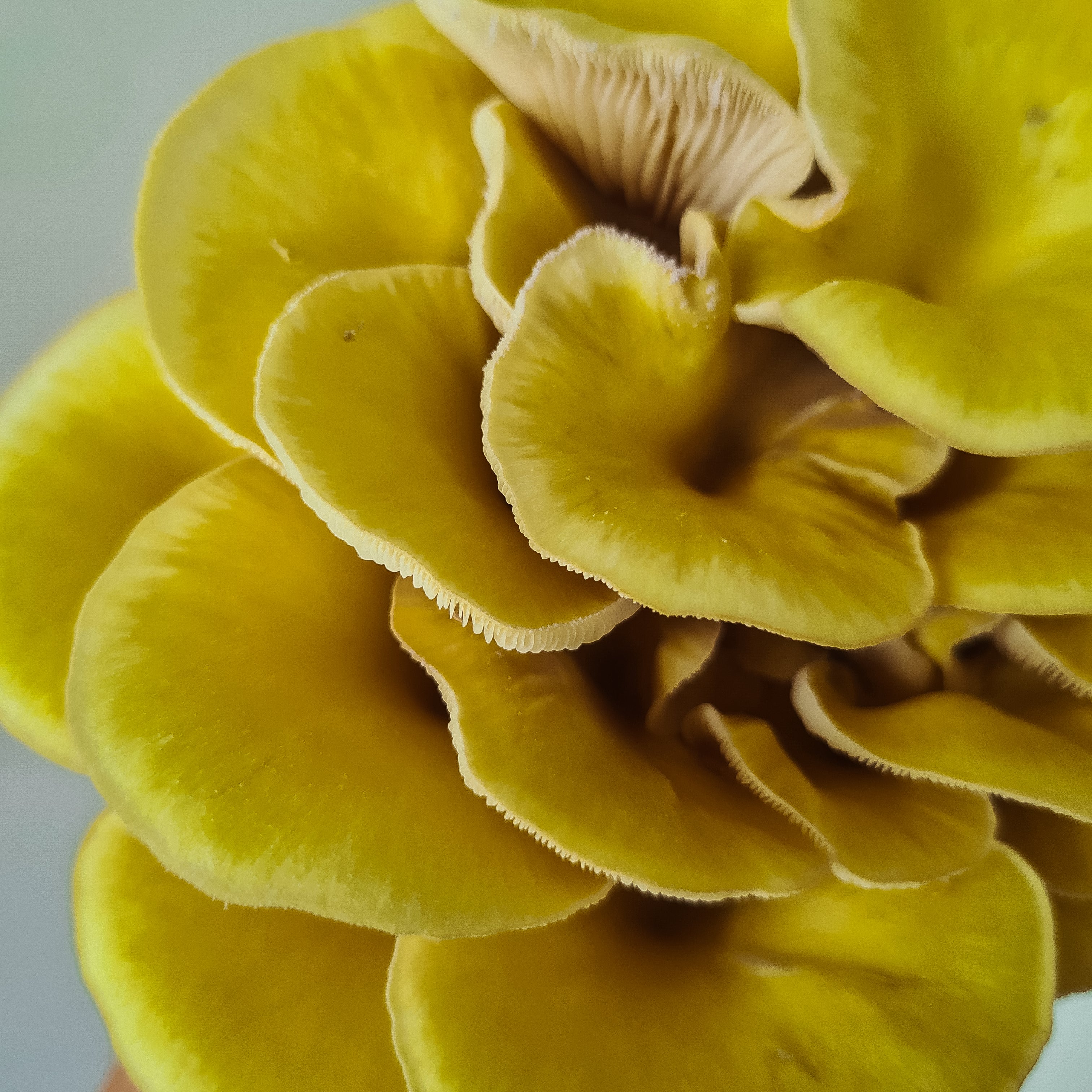 Zitronen-Seitling Pilzpaket