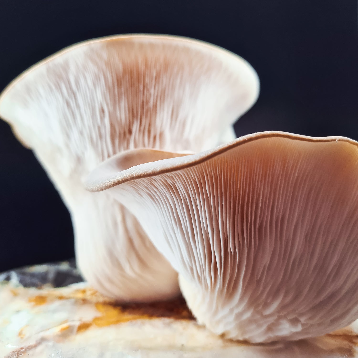 <tc>Oyster Mushroom Pack</tc>