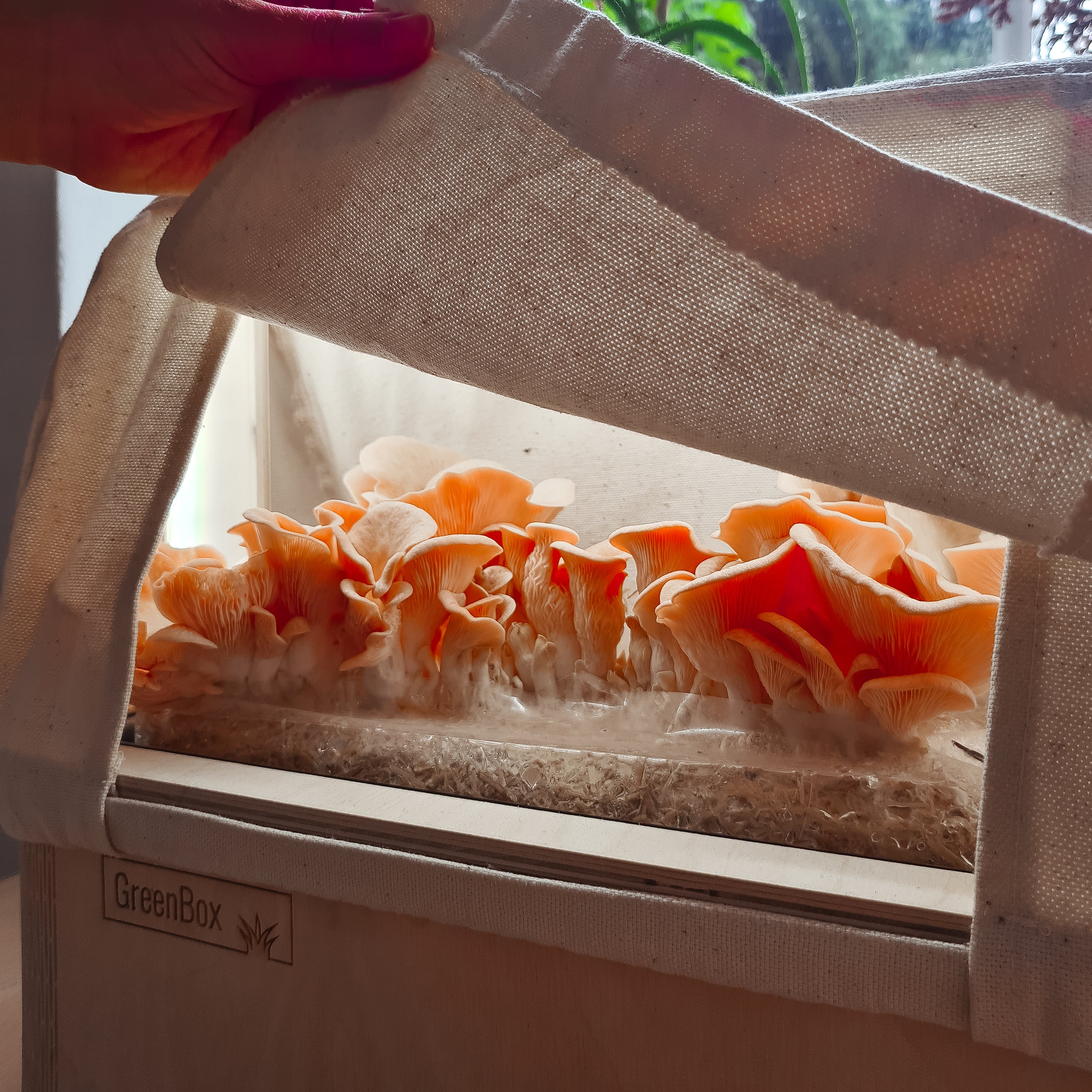 <tc>Pink Oyster Mushroom Pack</tc>
