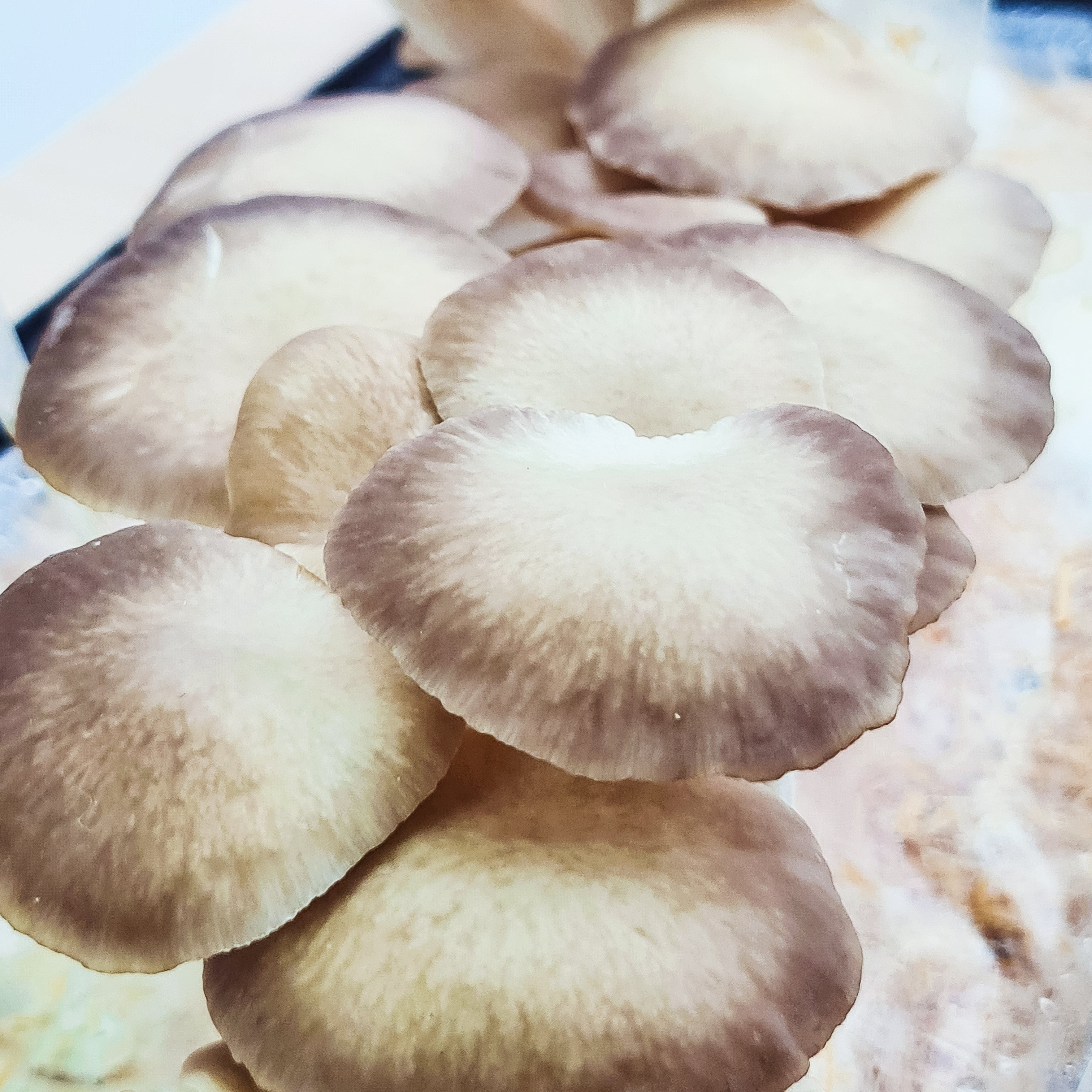 <tc>Italian Oyster Mushroom Package</tc>