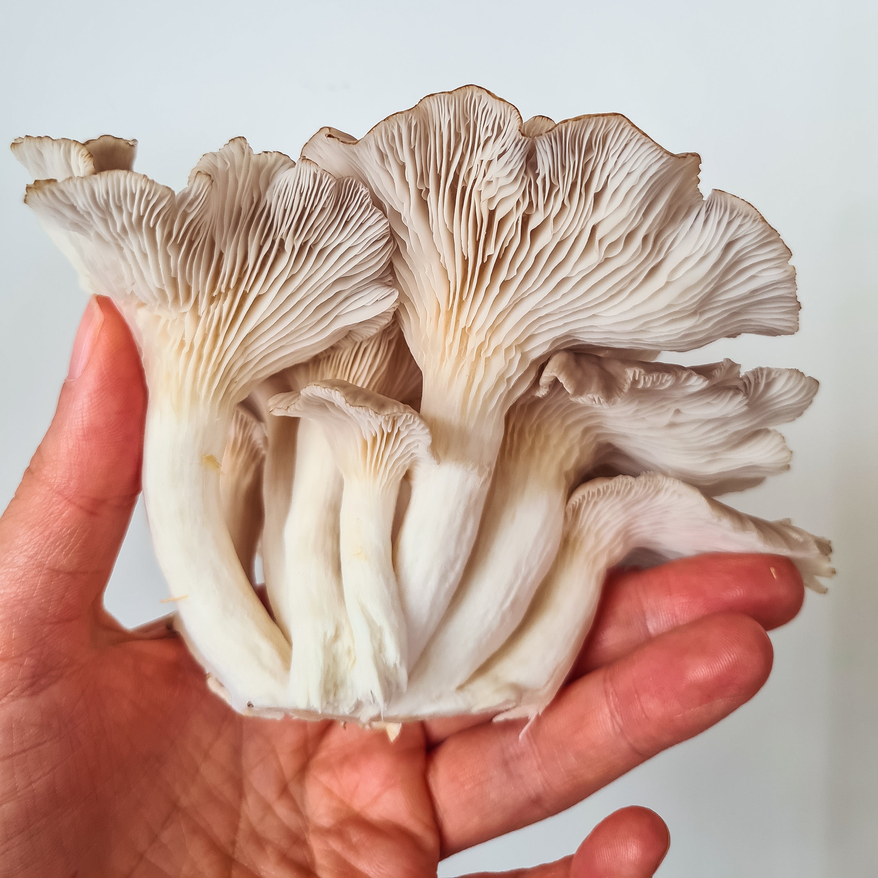 <tc>Italian Oyster Mushroom Package</tc>