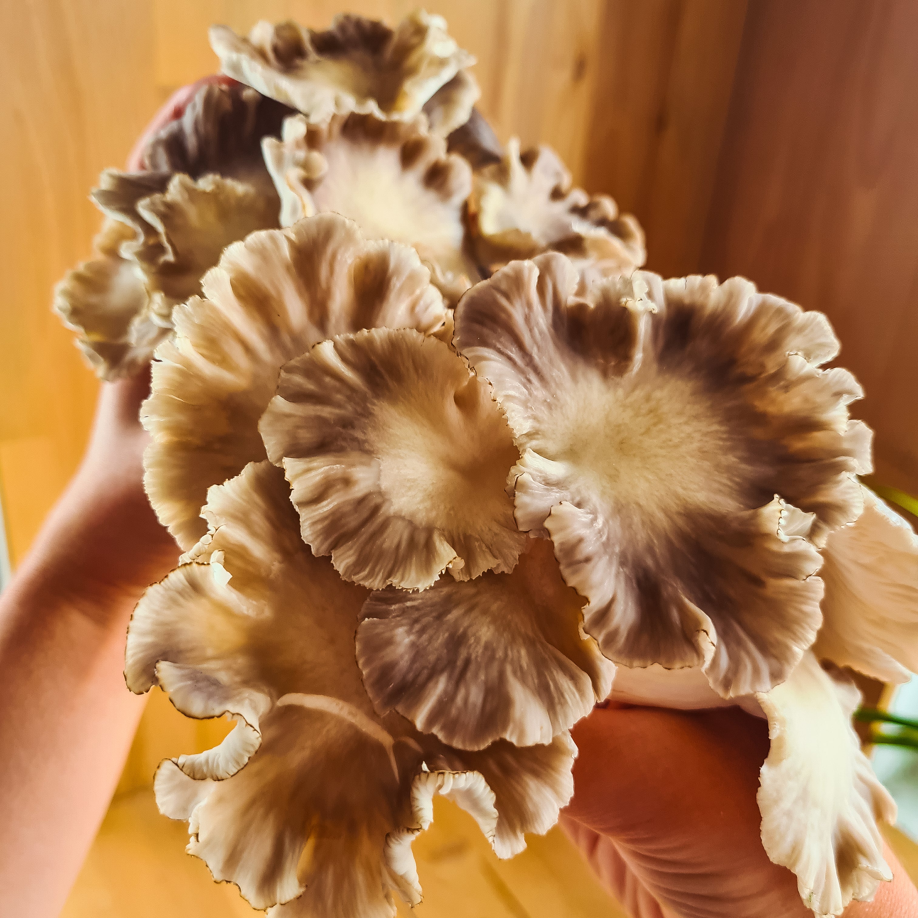 <tc>Italian Oyster Mushroom Package</tc>