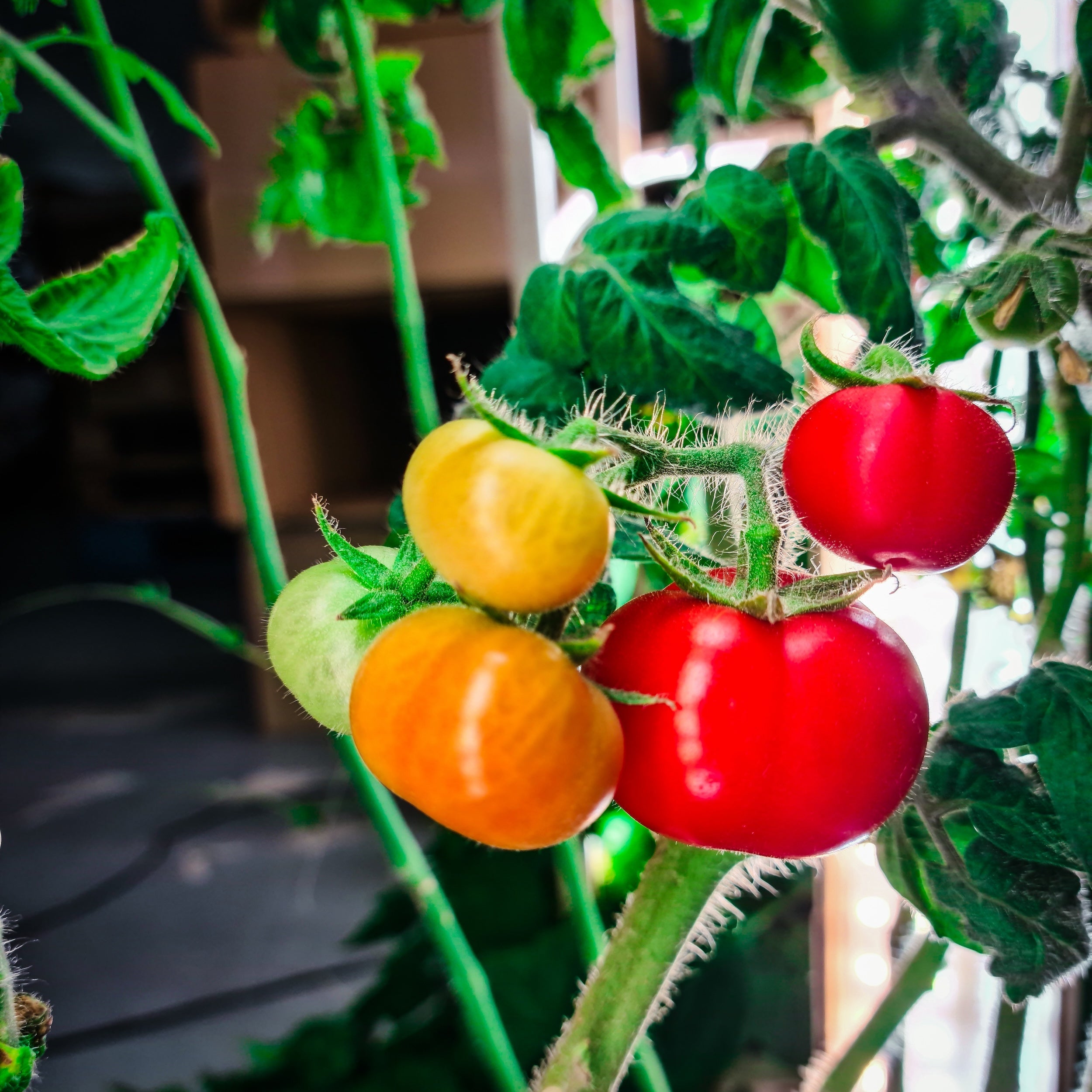 Cocktail tomato Red Bubble
