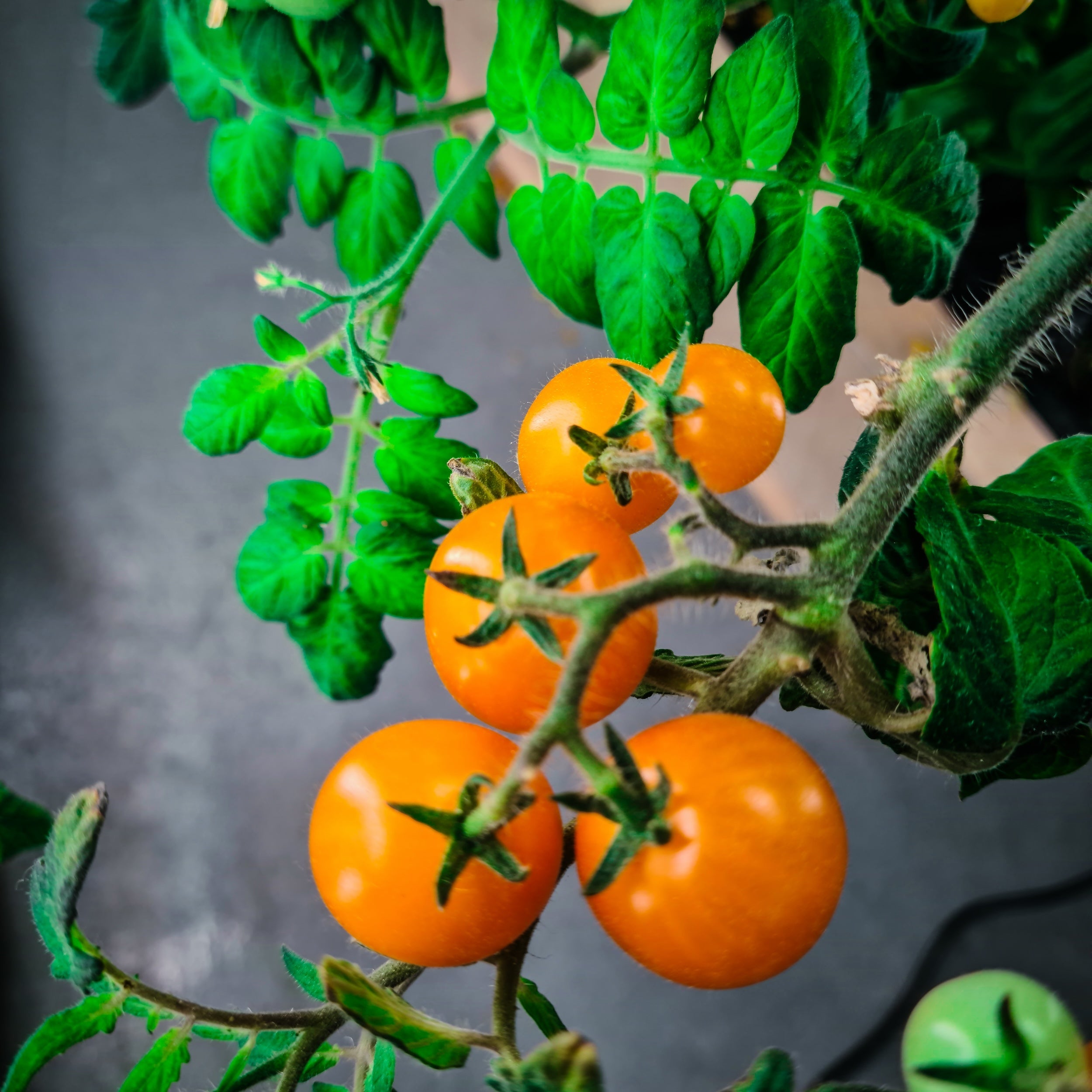 Wild tomato 'Summer Sweet'