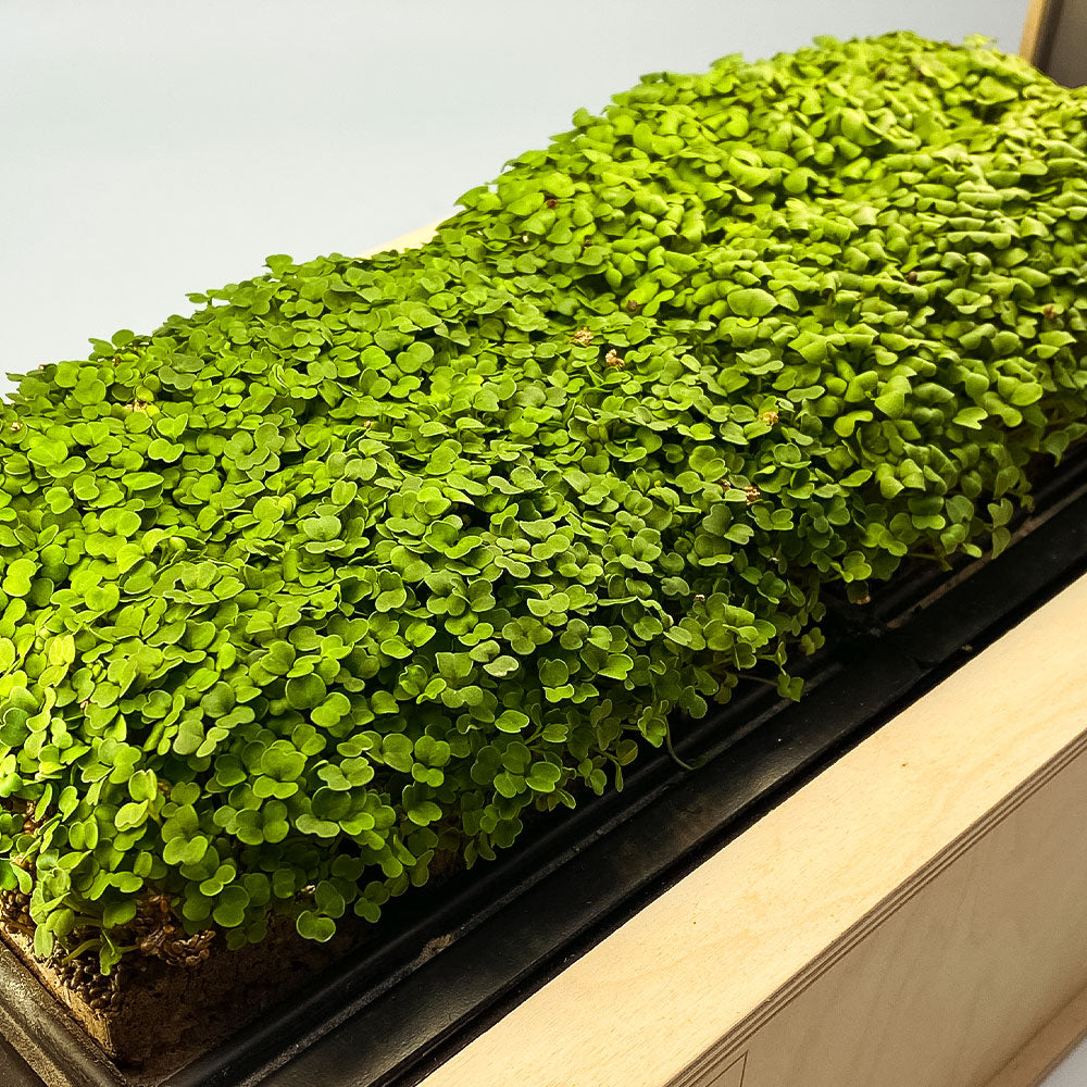 Microgreens