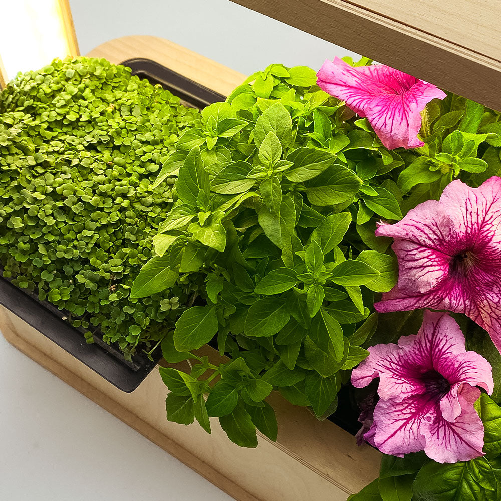 Pflanzen + Microgreens
