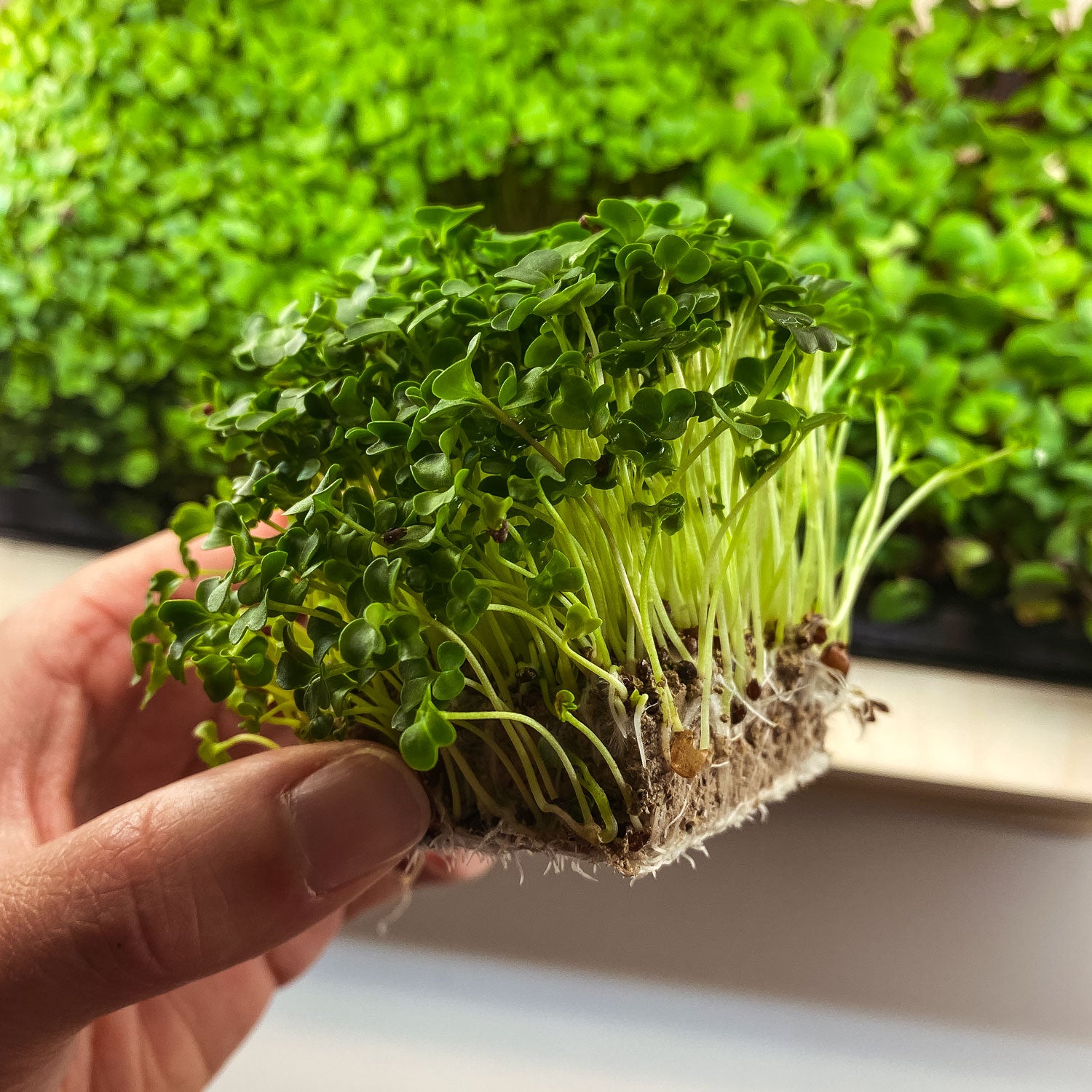 Microgreens Brokkoli