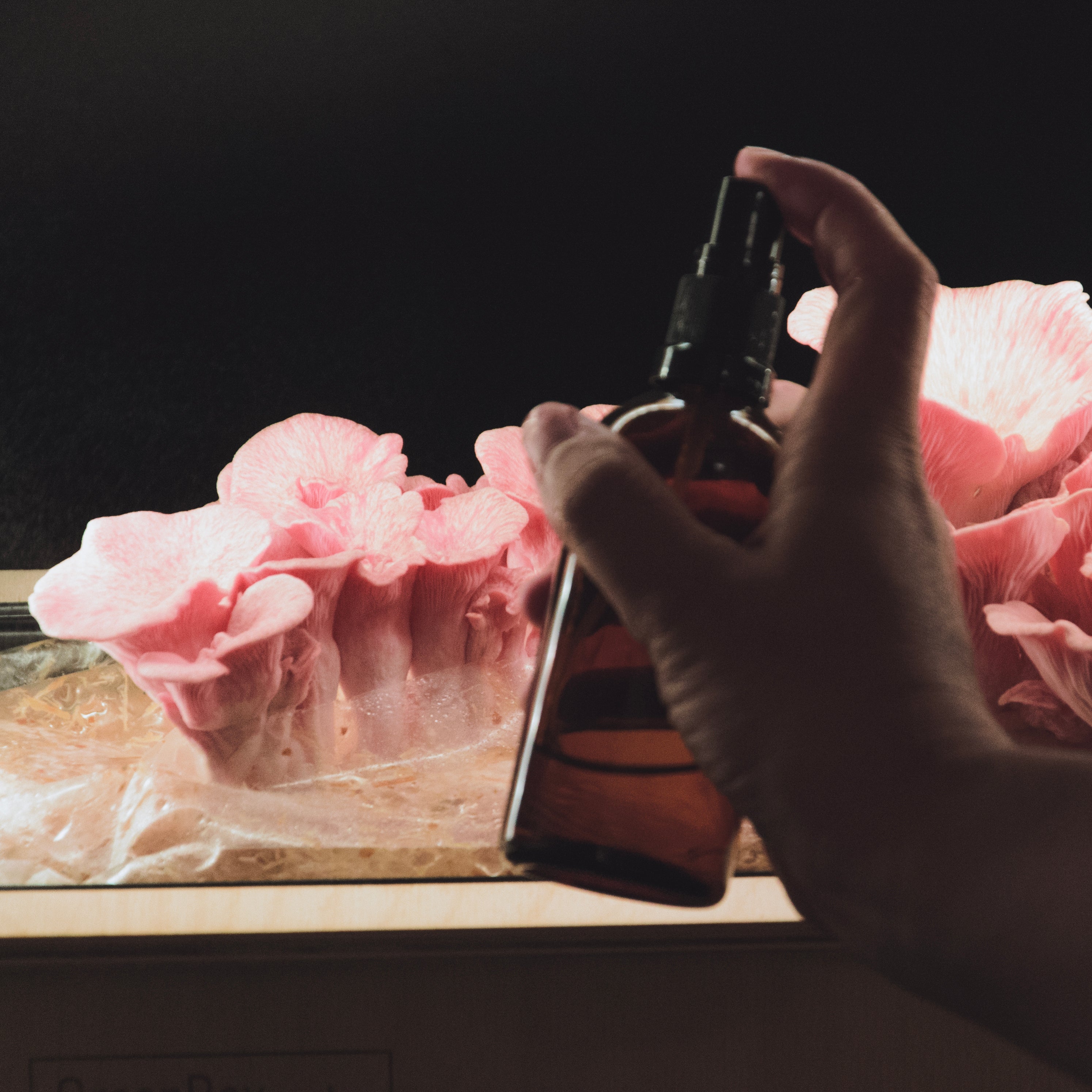 Spray bottle for mushrooms