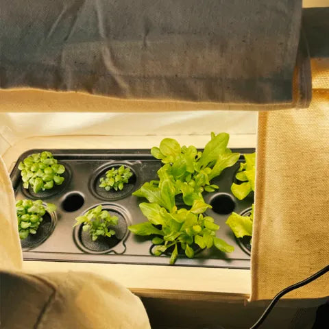 Meinung zur GreenBox von Frank S. – leicht einzurichten/aufzubauen