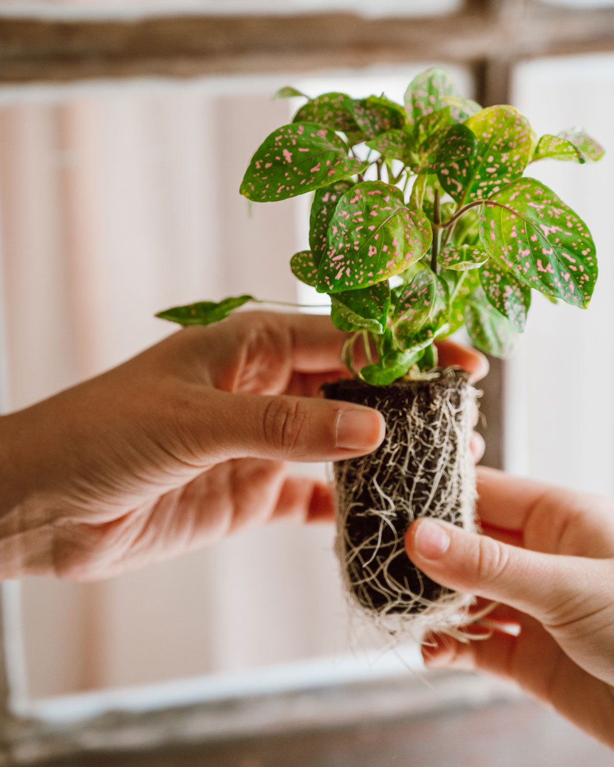 Blumen und kräftige Pflanzensetzlinge für Balkon und Garten