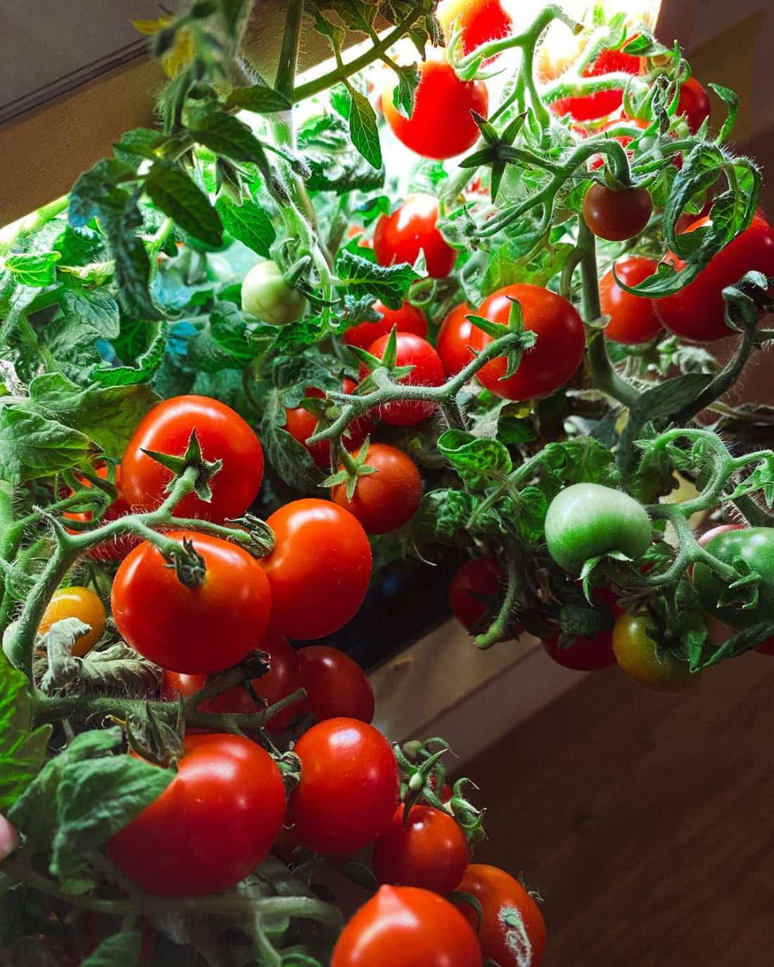 Saftiges Obst und Gemüse