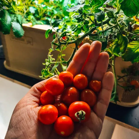Meinung zur GreenBox von Dörthe S. – schnelle Lieferung