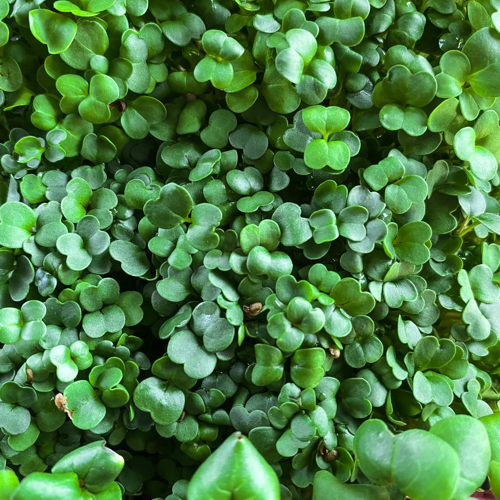 Microgreens Radieschen