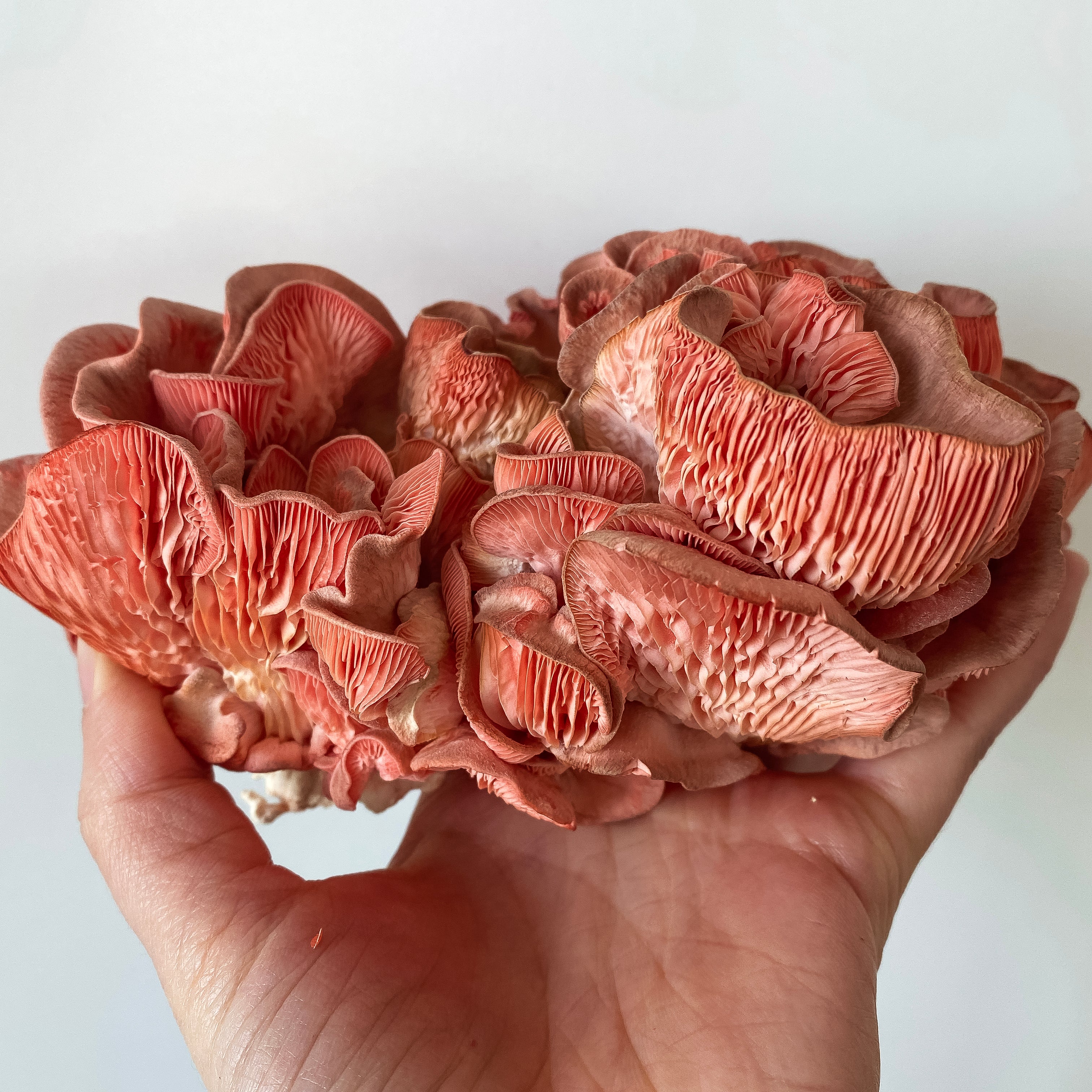 <tc>Pink Oyster Mushroom Pack</tc>