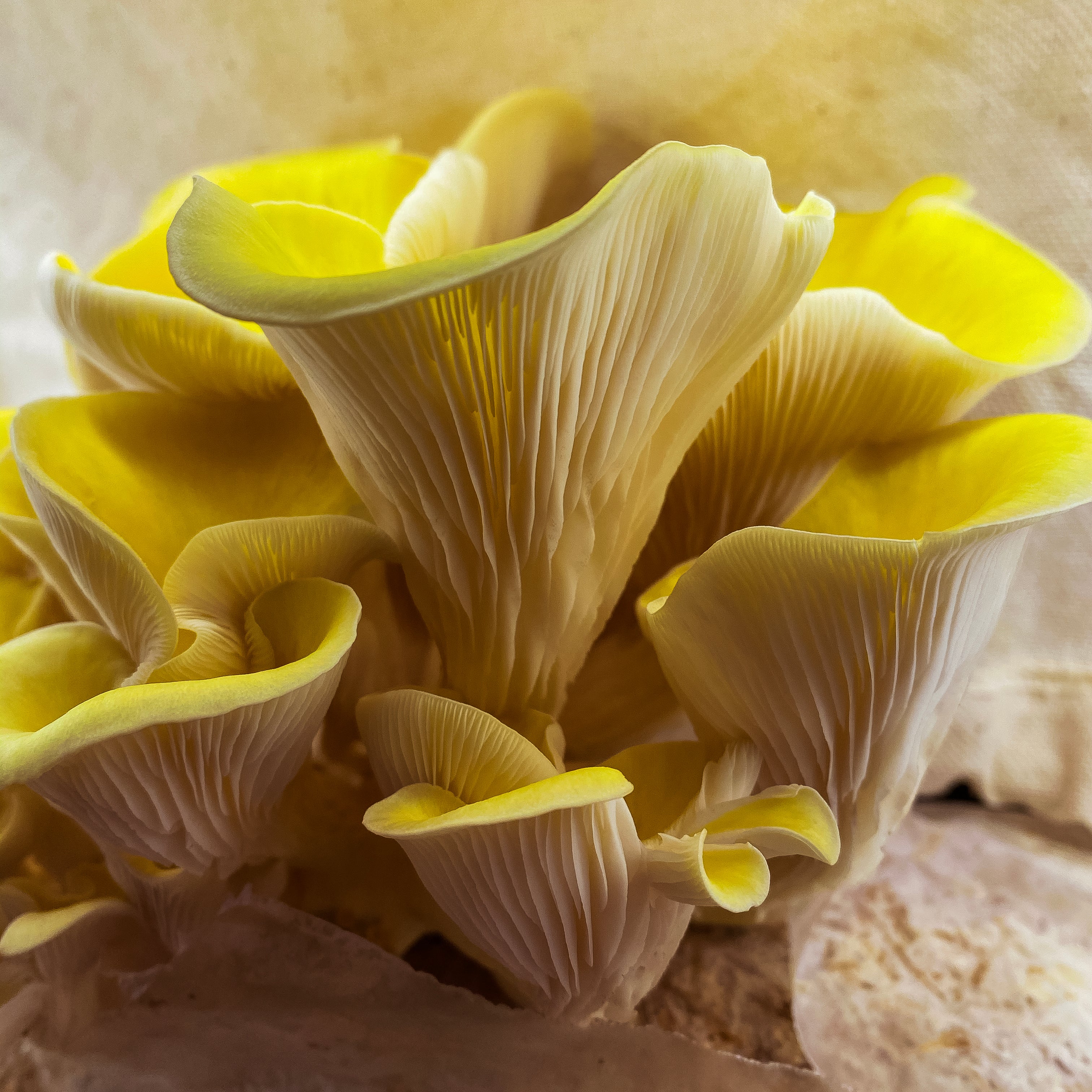 Zitronen-Seitling Pilzpaket