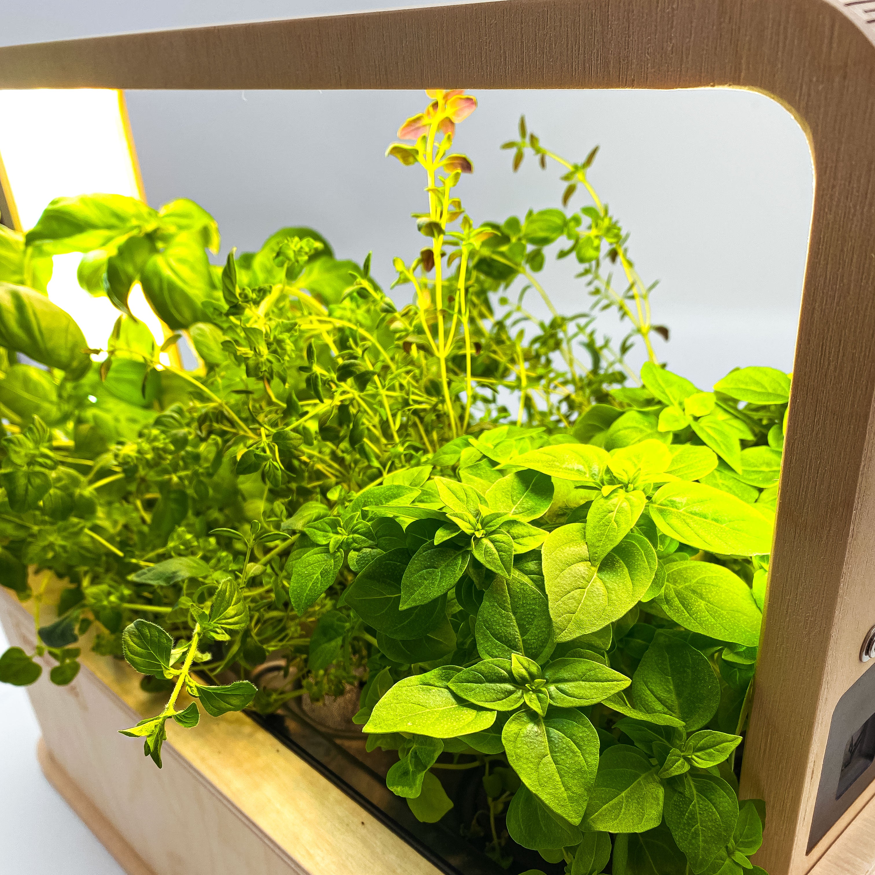PlantPlugs | Italian herb mix 8-pack