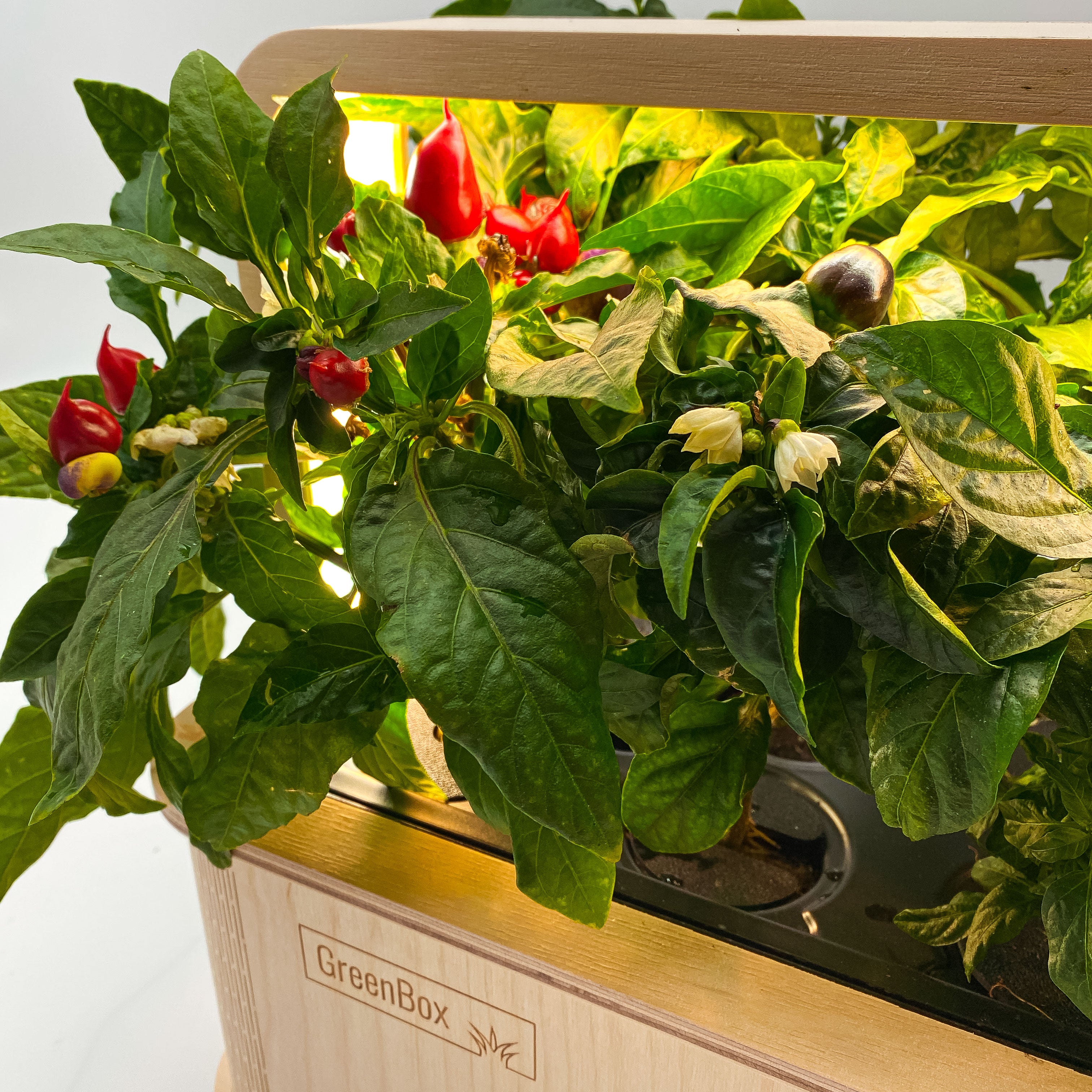 GreenBox