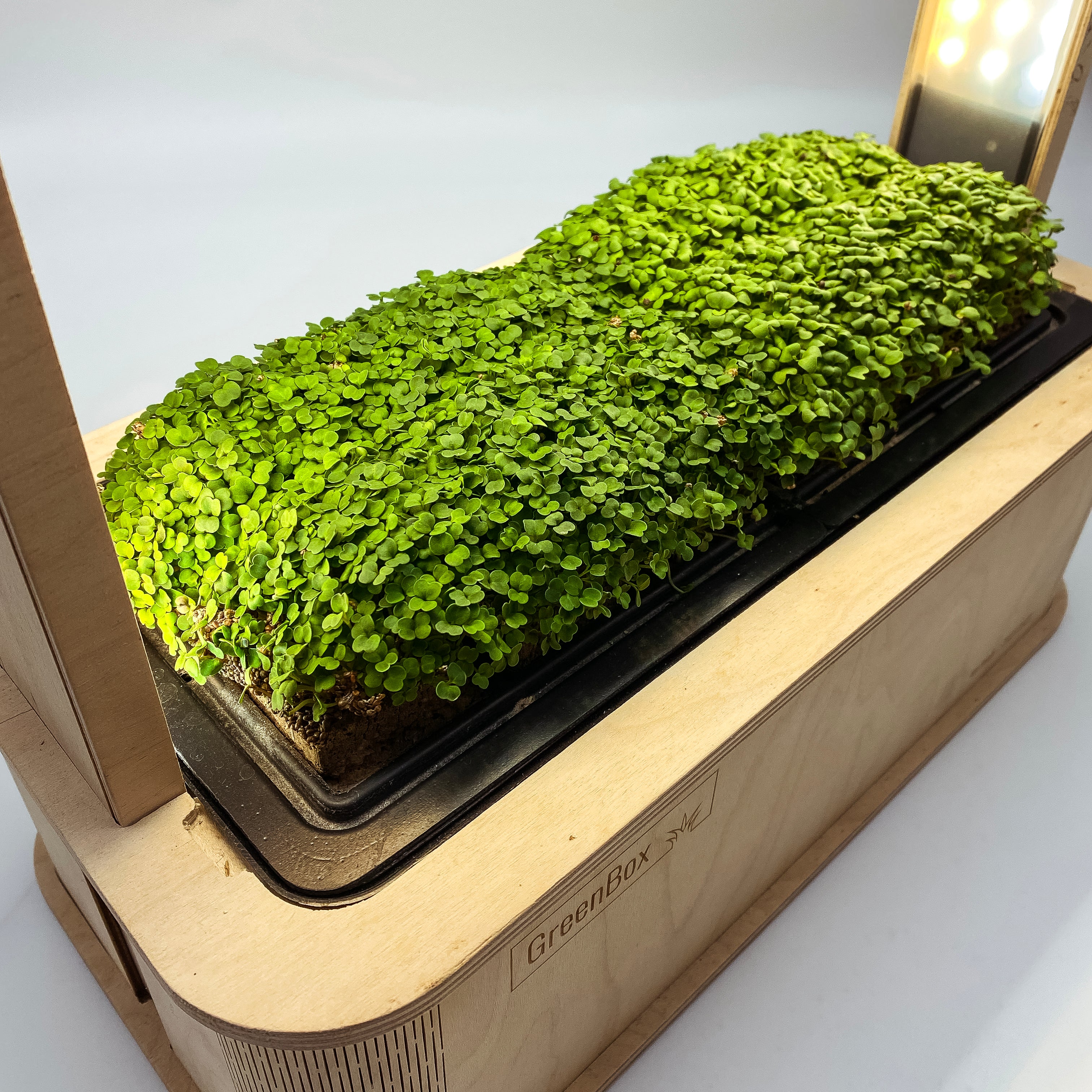 Microgreens use