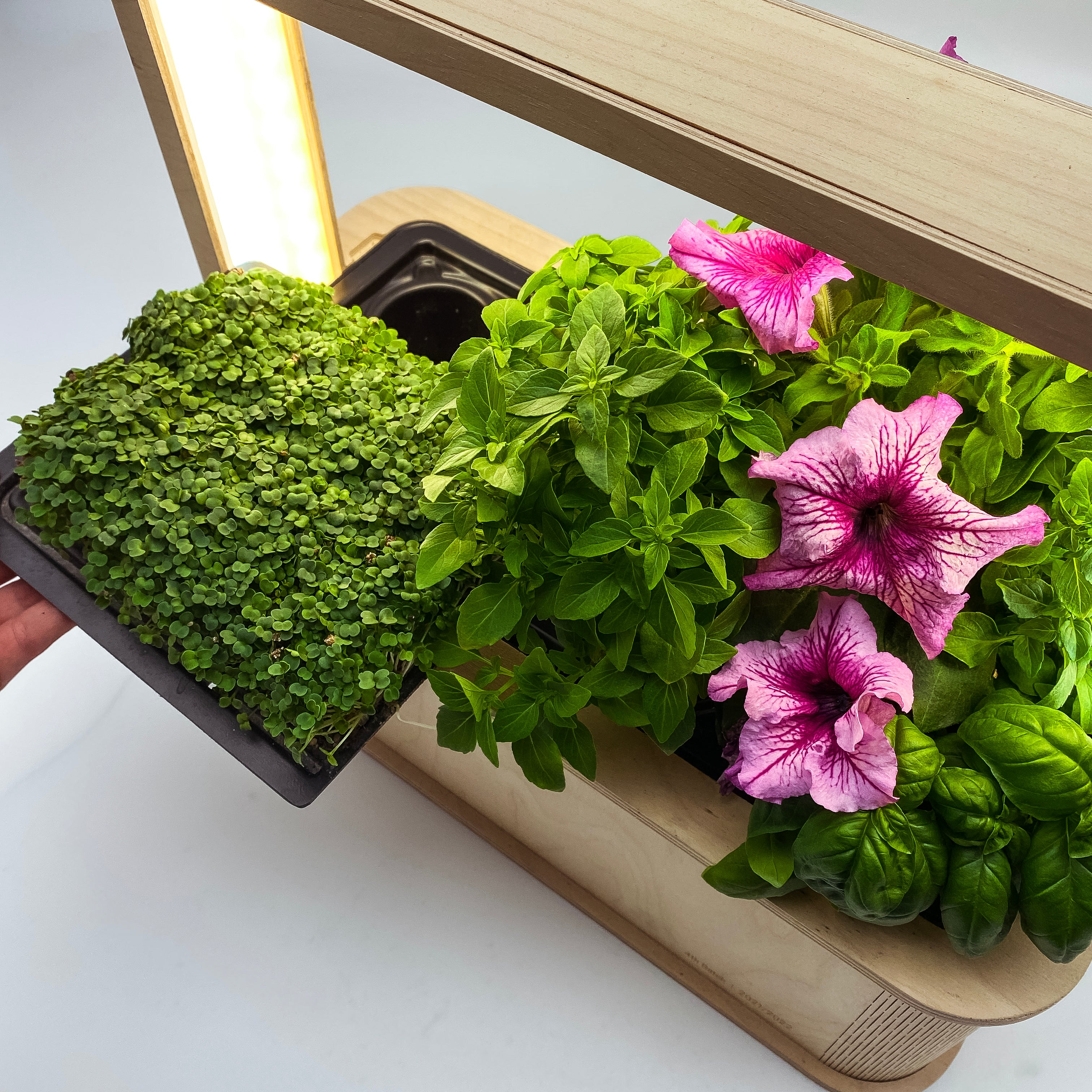 Microgreens use
