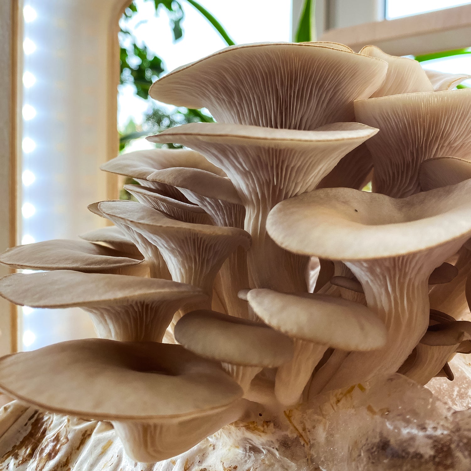 <tc>Oyster Mushroom Pack</tc>