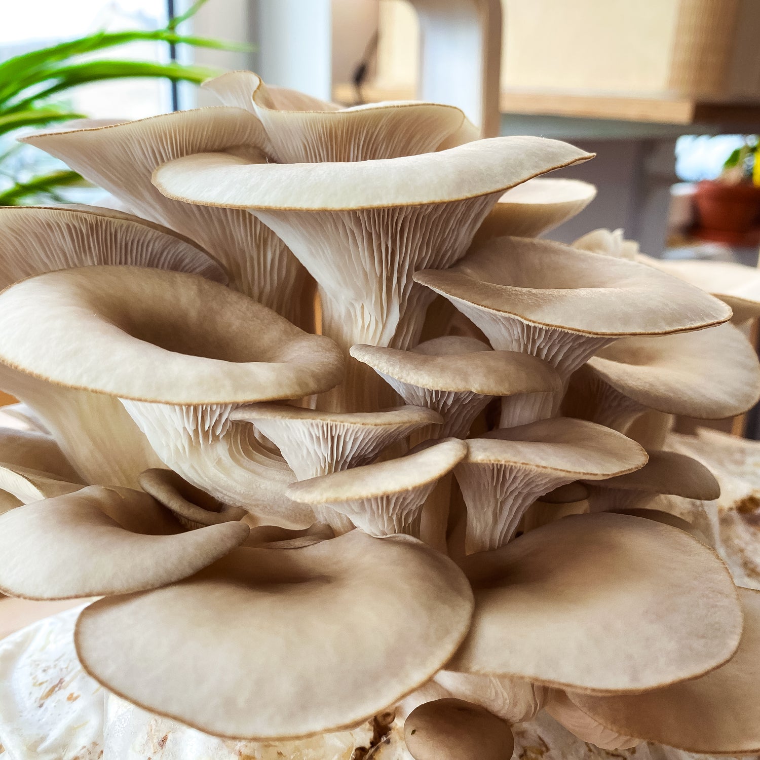 <tc>Oyster Mushroom Pack</tc>