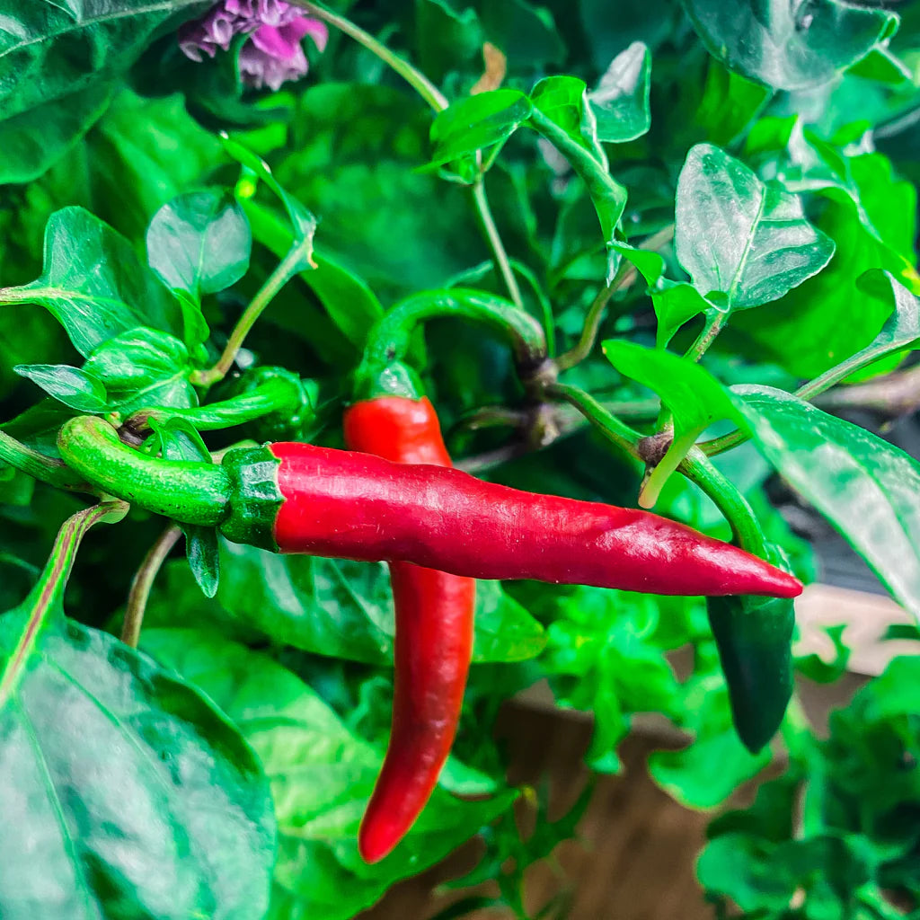 PlantPlugs │ Red Hot Chili Set 8-pack