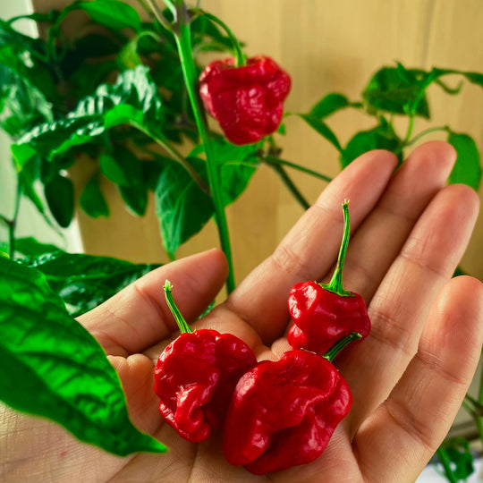 PlantPlugs │ Red Hot Chili Set 8er-Pack