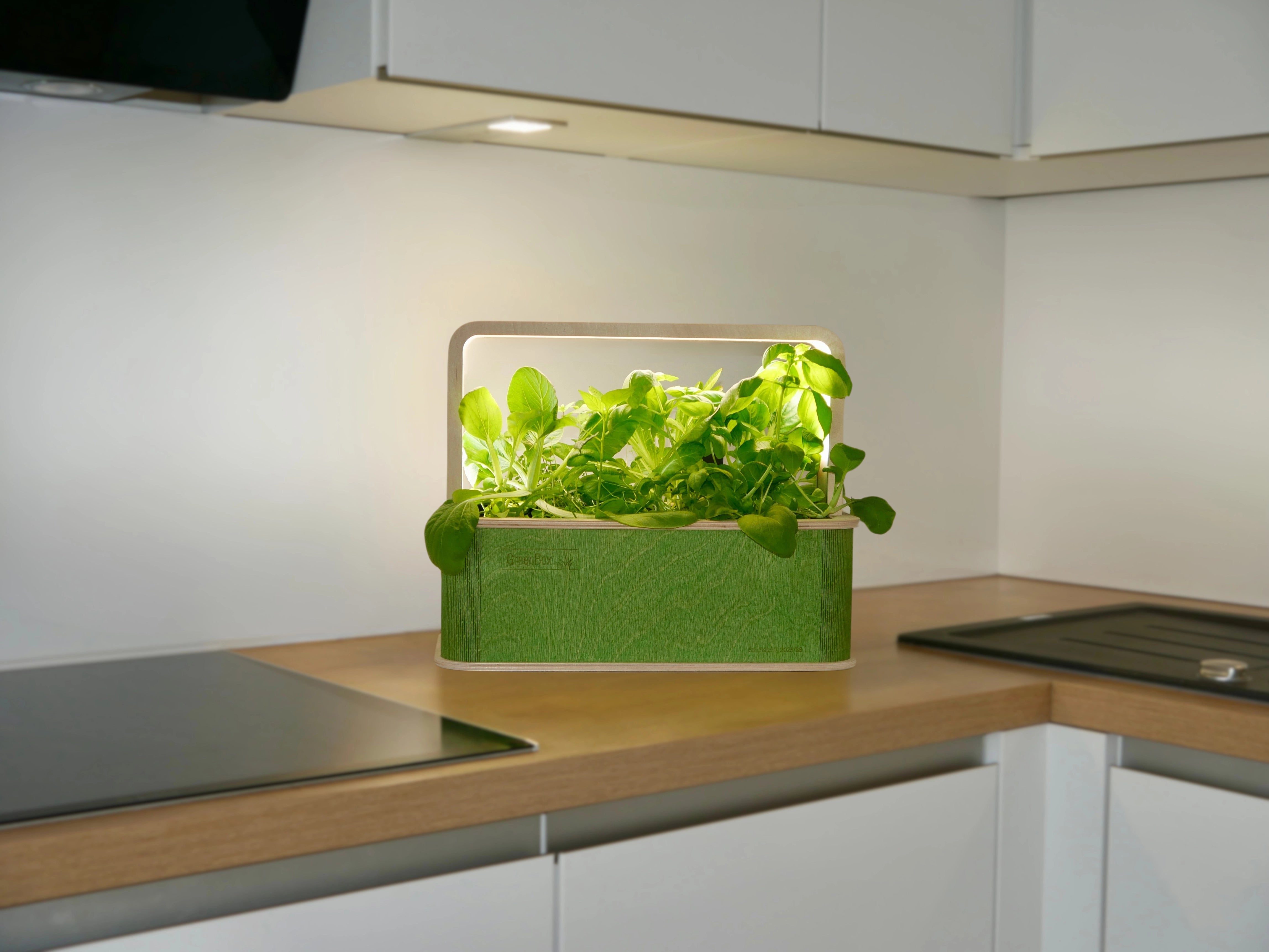 GreenBox Forest Edition