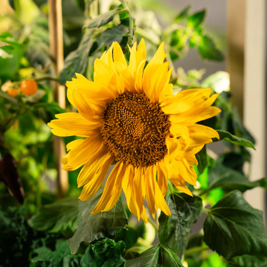 Schöne, ganzjährig blühende Blumen.