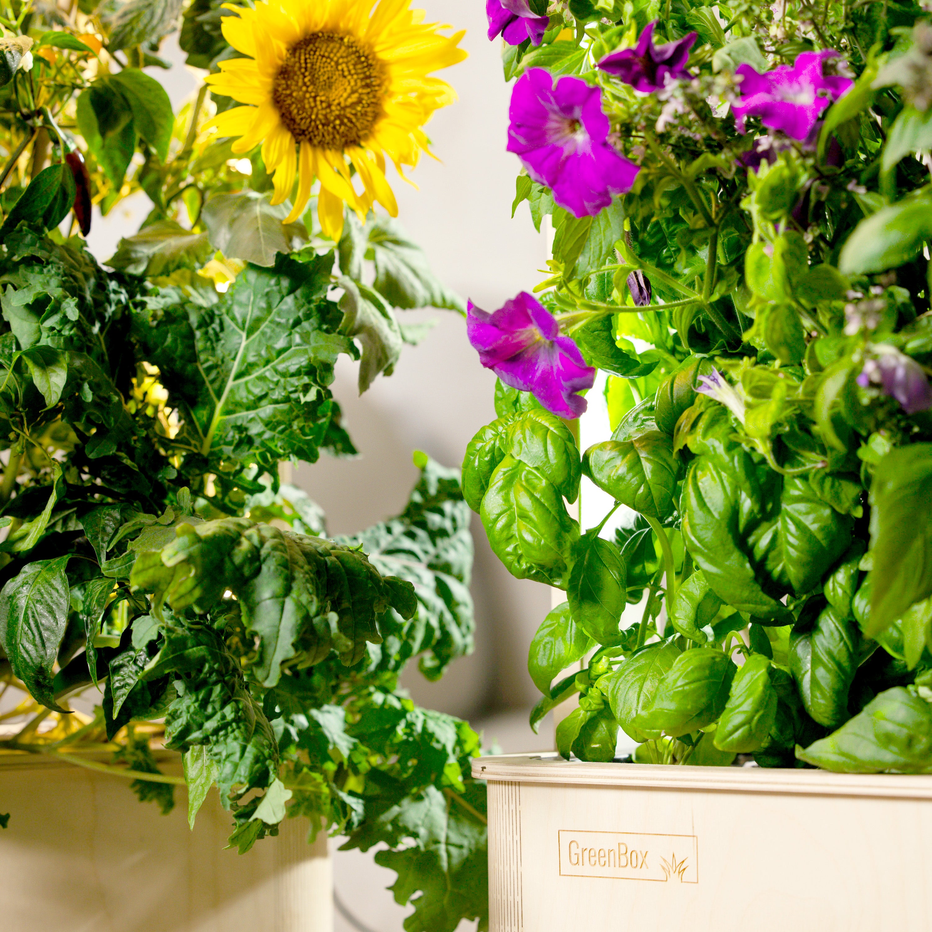 GreenBox Plus Endless Spring Duo Bundle