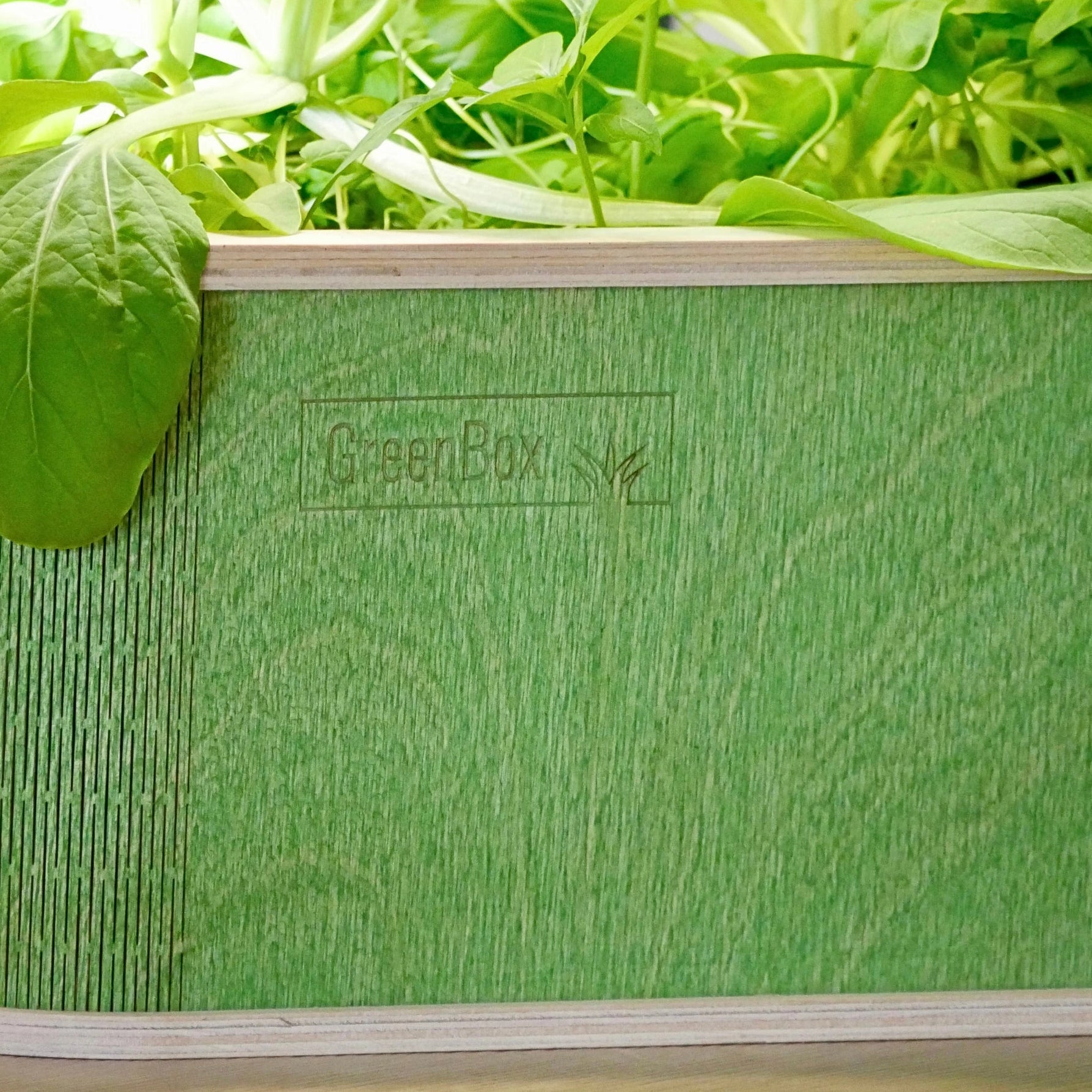 GreenBox Forest Edition
