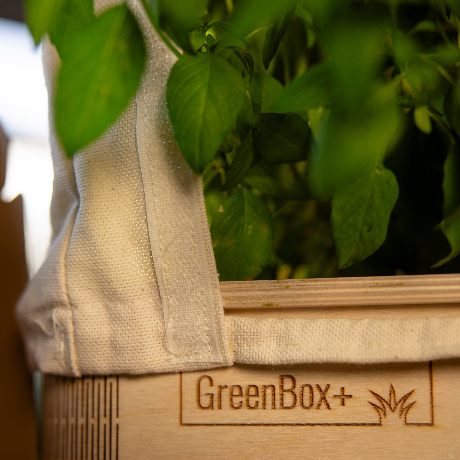 GreenBox Plus Legalization Bundle