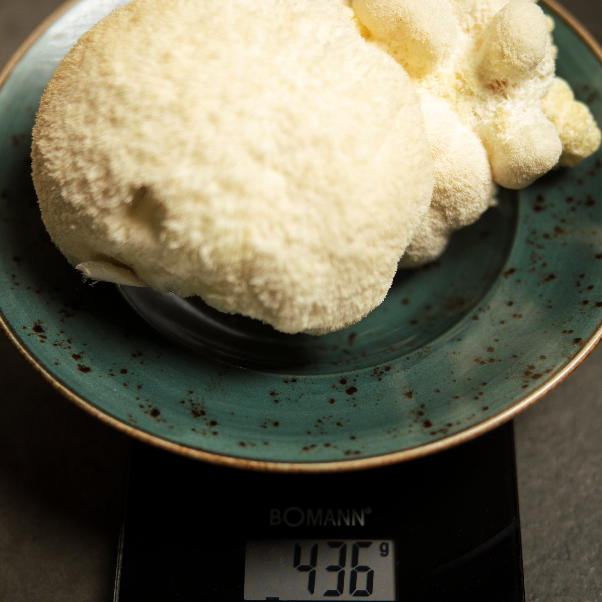 <tc>Lion's Mane</tc>