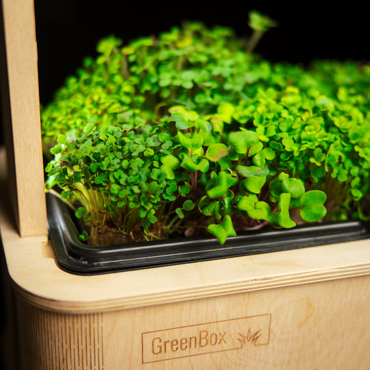 Microgreens Kresse