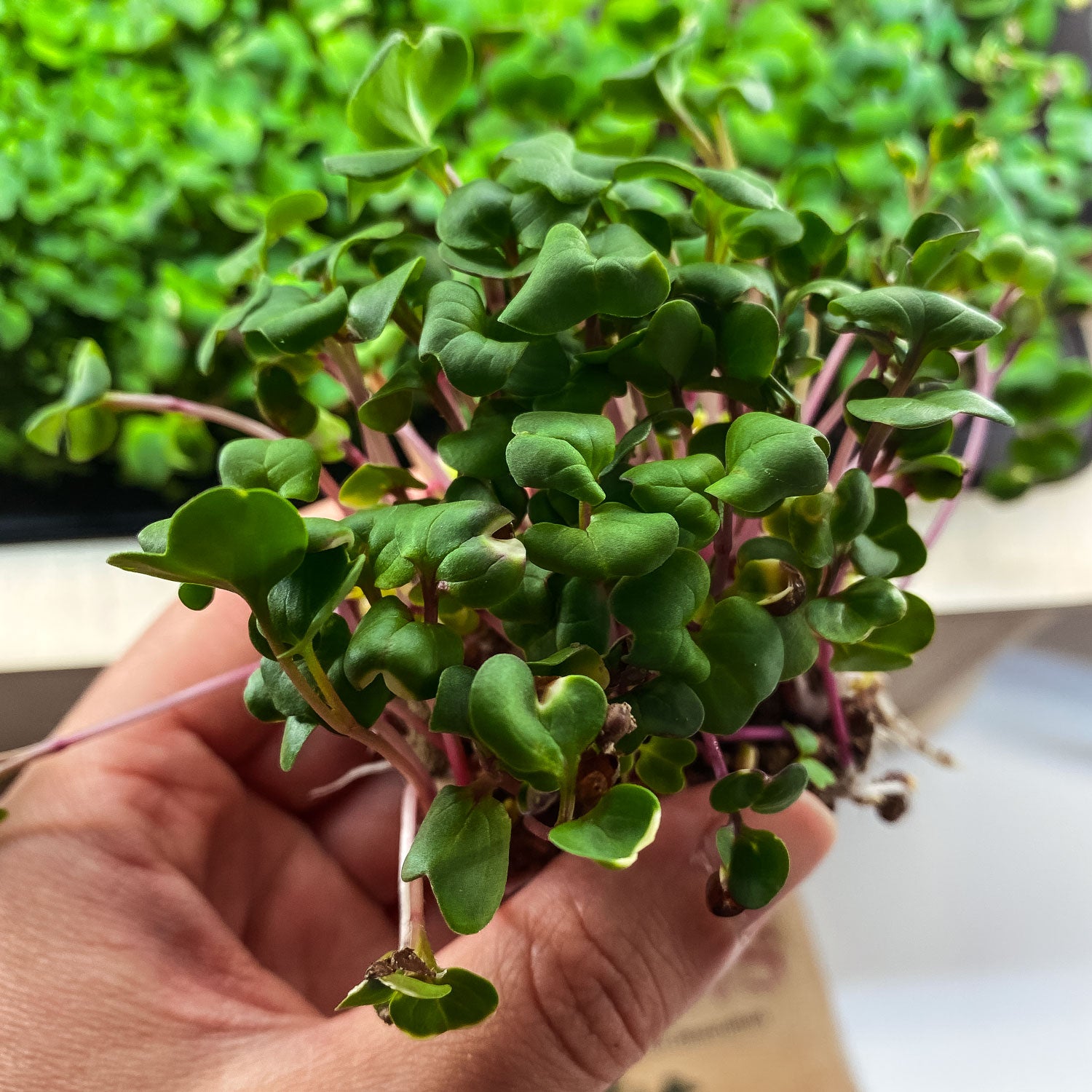 Microgreens ředkvičky