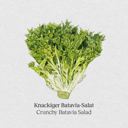 Knackiger Batavia-Salat
